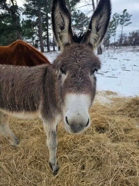 Henry says " Its cold, but I miss everyone. Texas weather is dumb"! Sorry buddy.  The weather is going to keep the good people away again tomorrow.  Hopefully your friends will be back, ready to see you, on Wednesday. 

To learn more about 