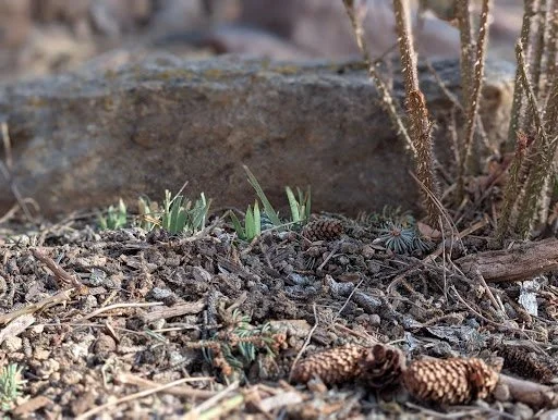 Accelerated Resolution Therapy and Post Traumatic Growth