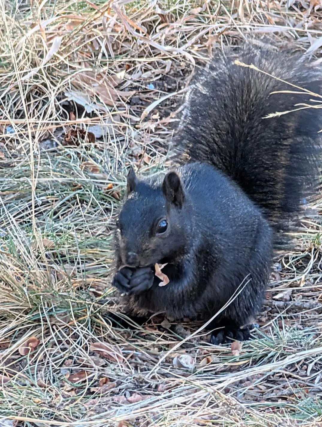 Searching for the Rare