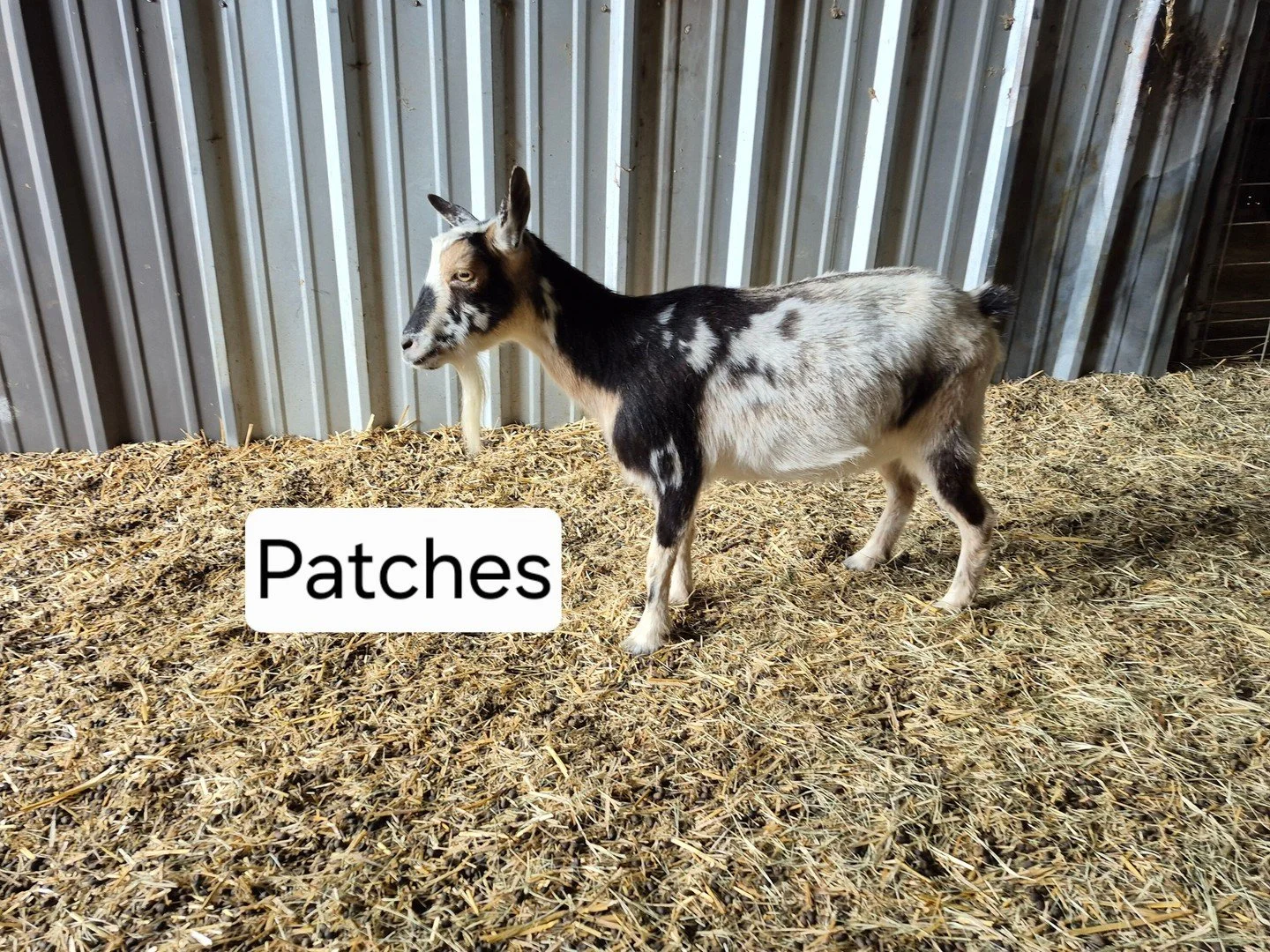 Animals at THP
This is Patches!  She was born here at THP by Bonnie.  Bonnie was the very first goat we had at THP and she gave us lots of beautiful fun babies.  Patches is the most beautiful of our goats (in my opinion). She's also very tiny. 

To l