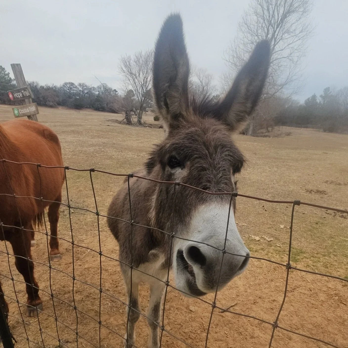 Henry the Donkey at The Hope Place