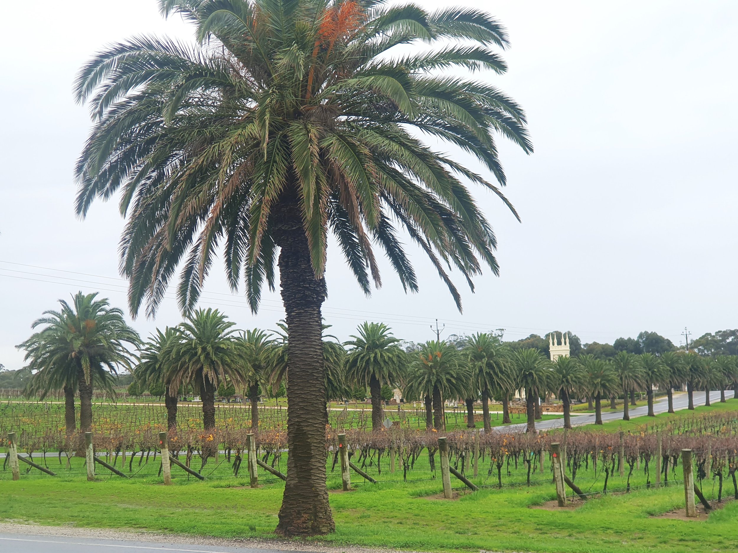 Seppeltsfield Road iconic avenue of palms – urgent state government action needed