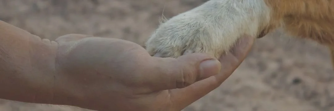A human hand holding the paw of a dog, with a blurred outdoor background.