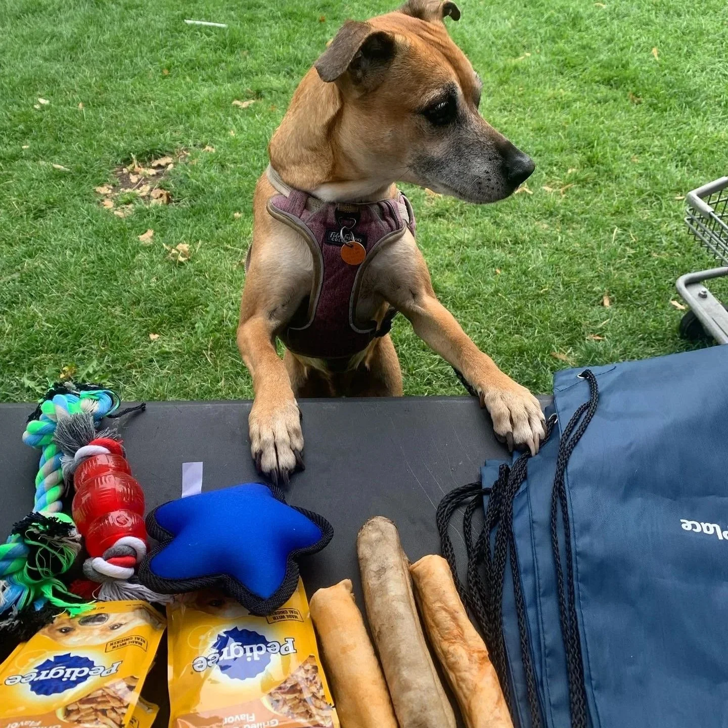 Dog with supplies