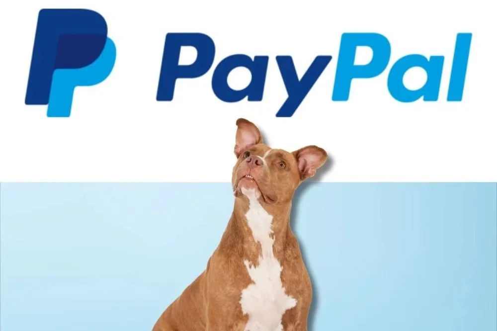 PayPal logo above a dog with a slightly tilted head, looking upward.