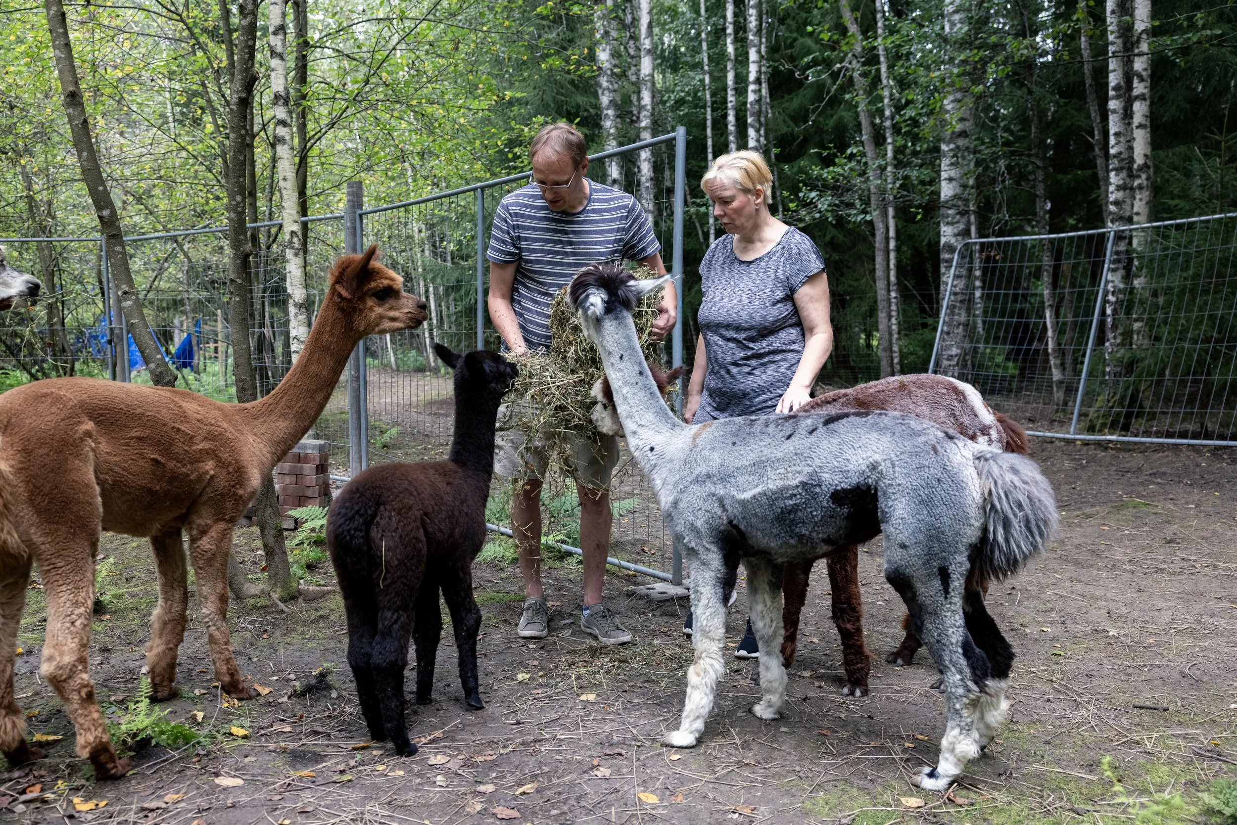 The City of Espoo poisoned Nuuksio's Laihalampi lake to eliminate sunfish, but forgot to tell the nearby alpaca farm about it. The owners Janno and Merike Mikk fear that their alpacas are poisoned.

Helsingin Sanomat.