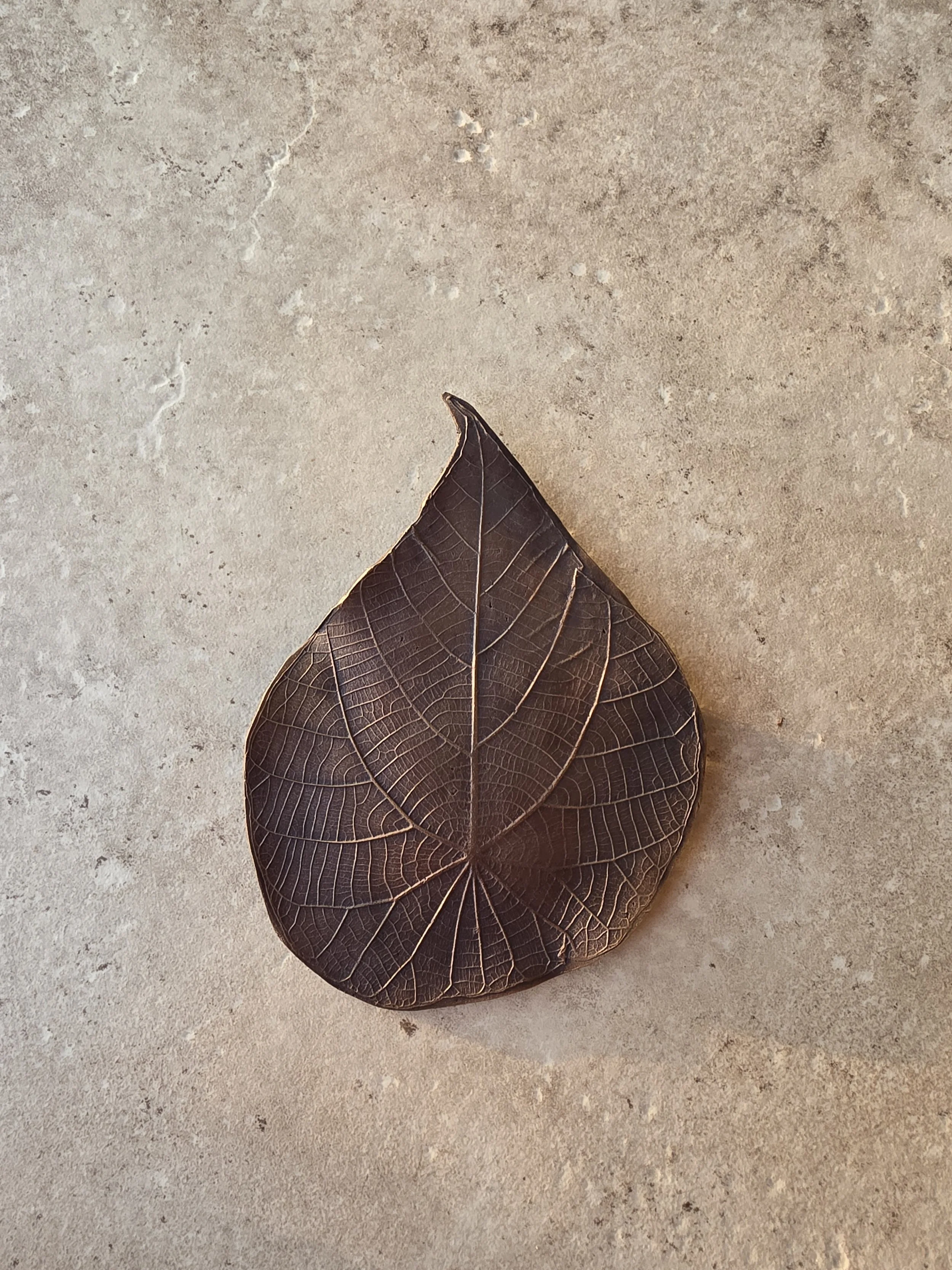 Macaranga Bronze Leaf 2