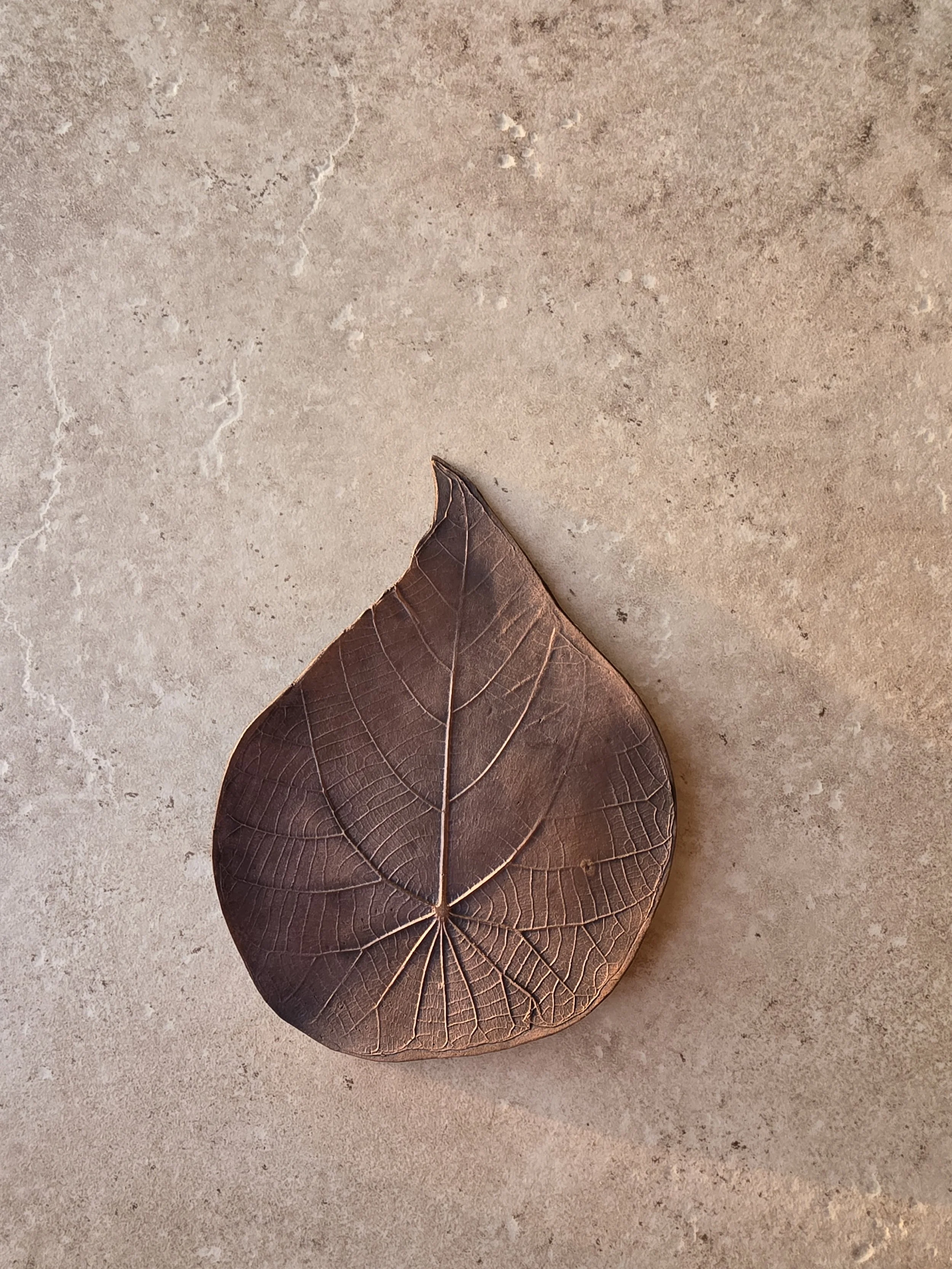 Macaranga Bronze Leaf 1