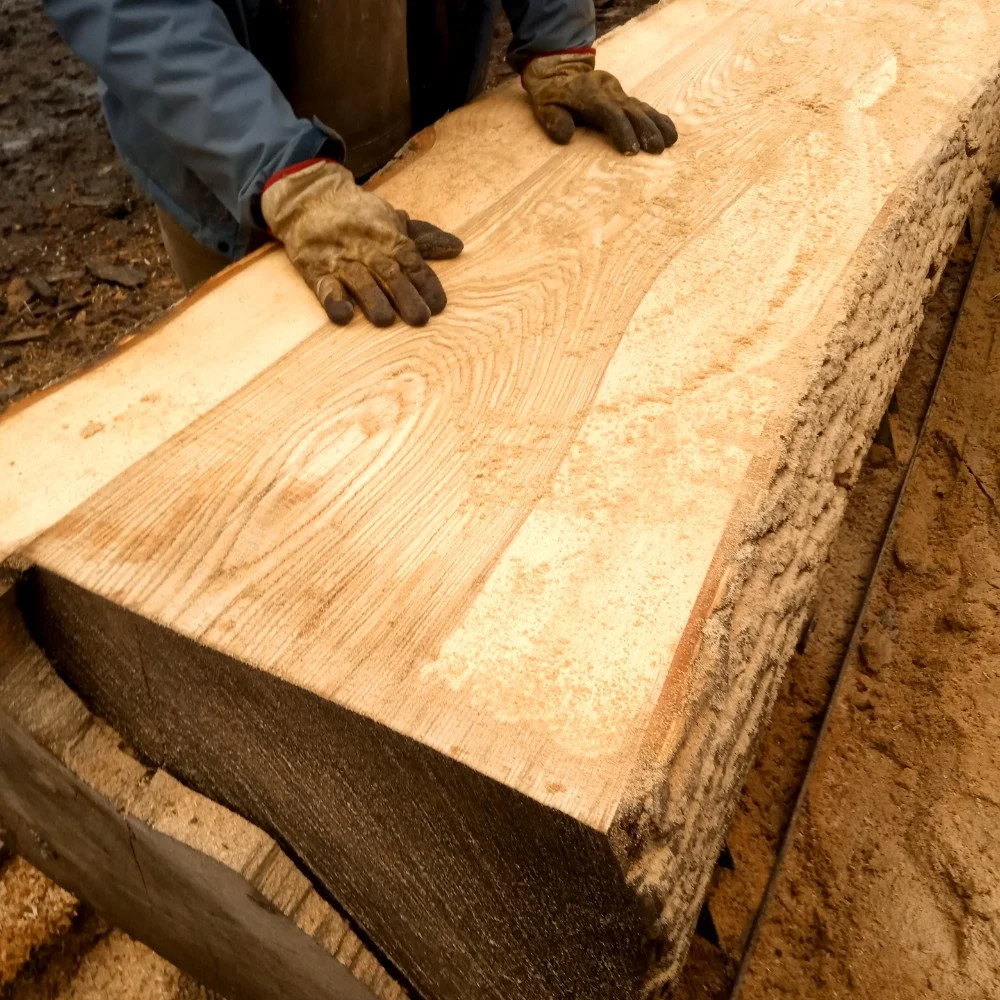 Freshly Cut Ash Log