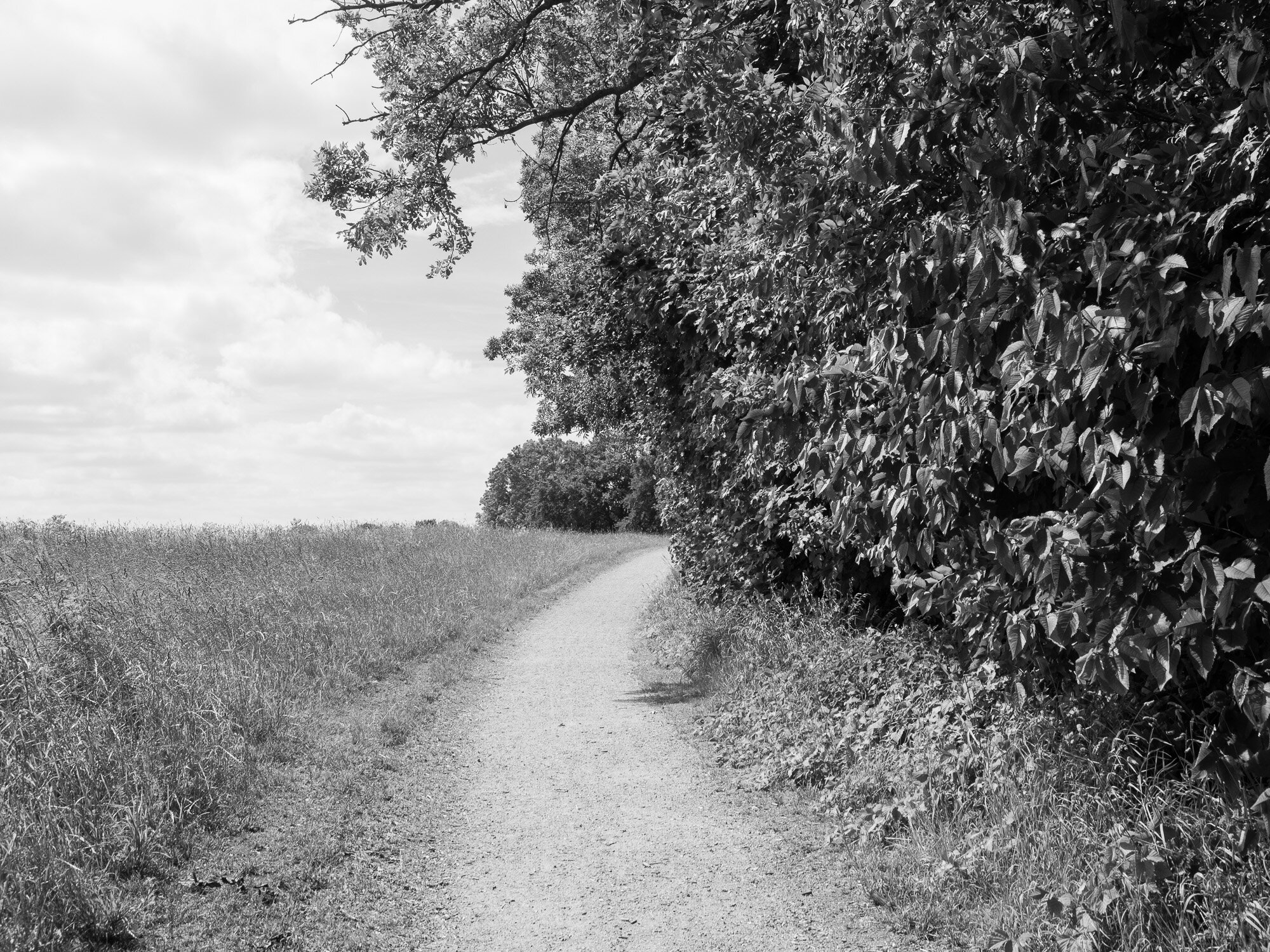 Walk_160619.jpg