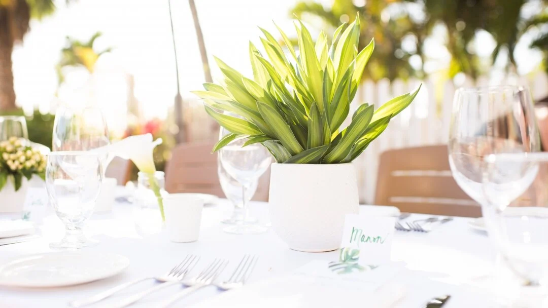 Creating an Unforgettable Green and White Beach Wedding (with insider tips!)