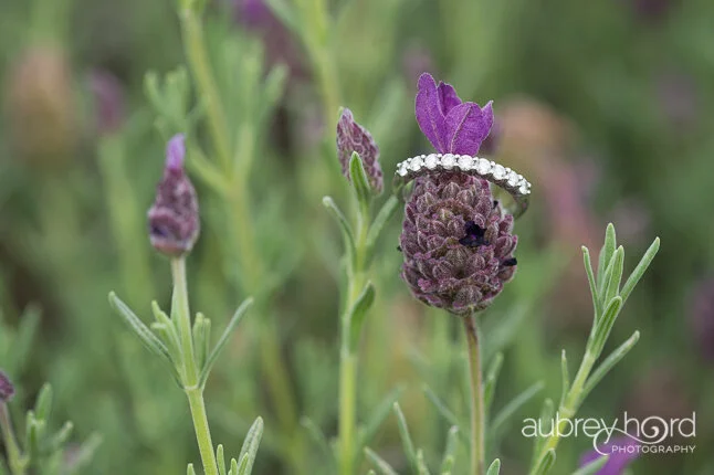 Alii Kula Lavender Farm Elopement