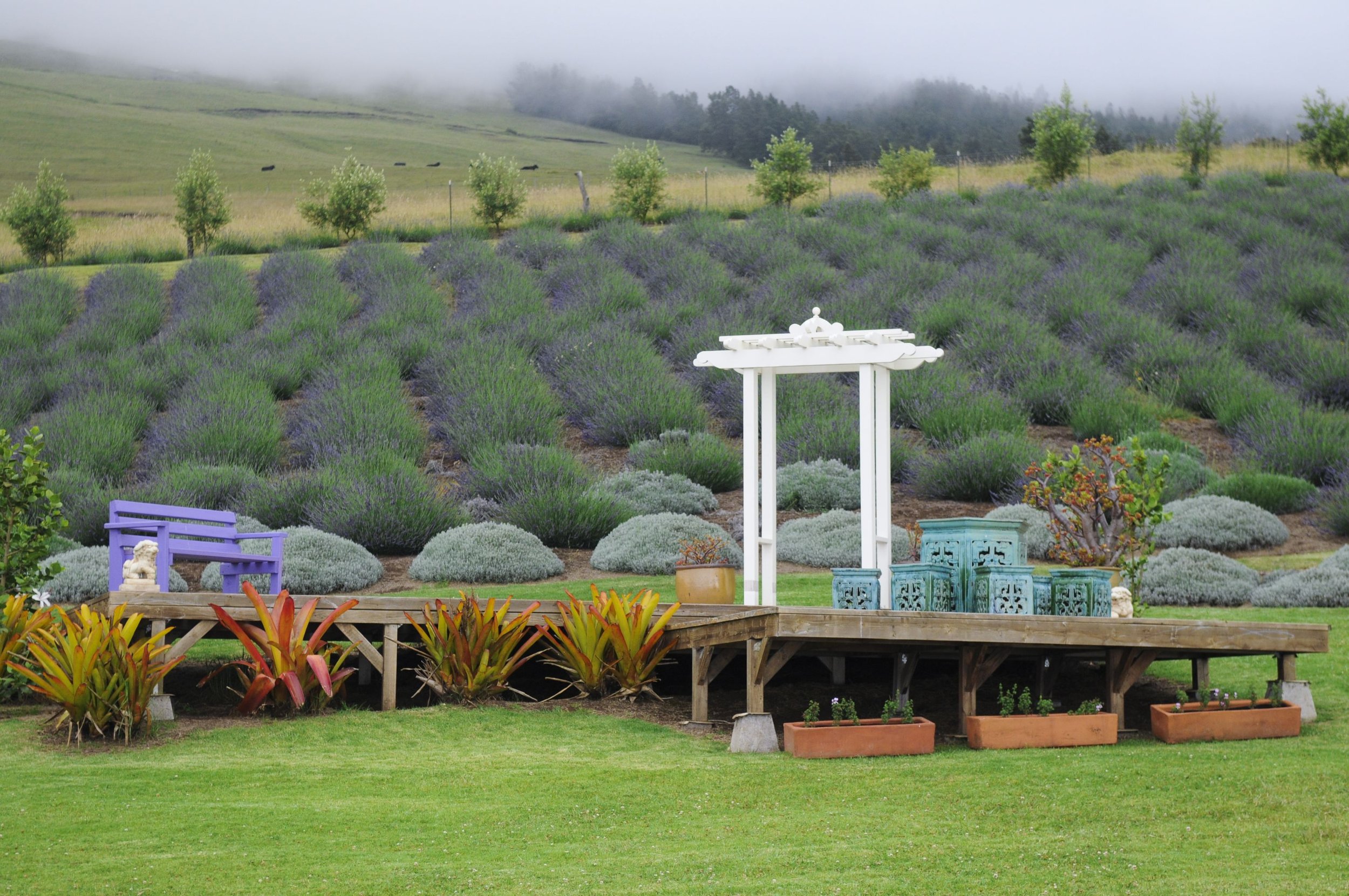 A Maui Wedding Day at Alii Kula Lavender Farm