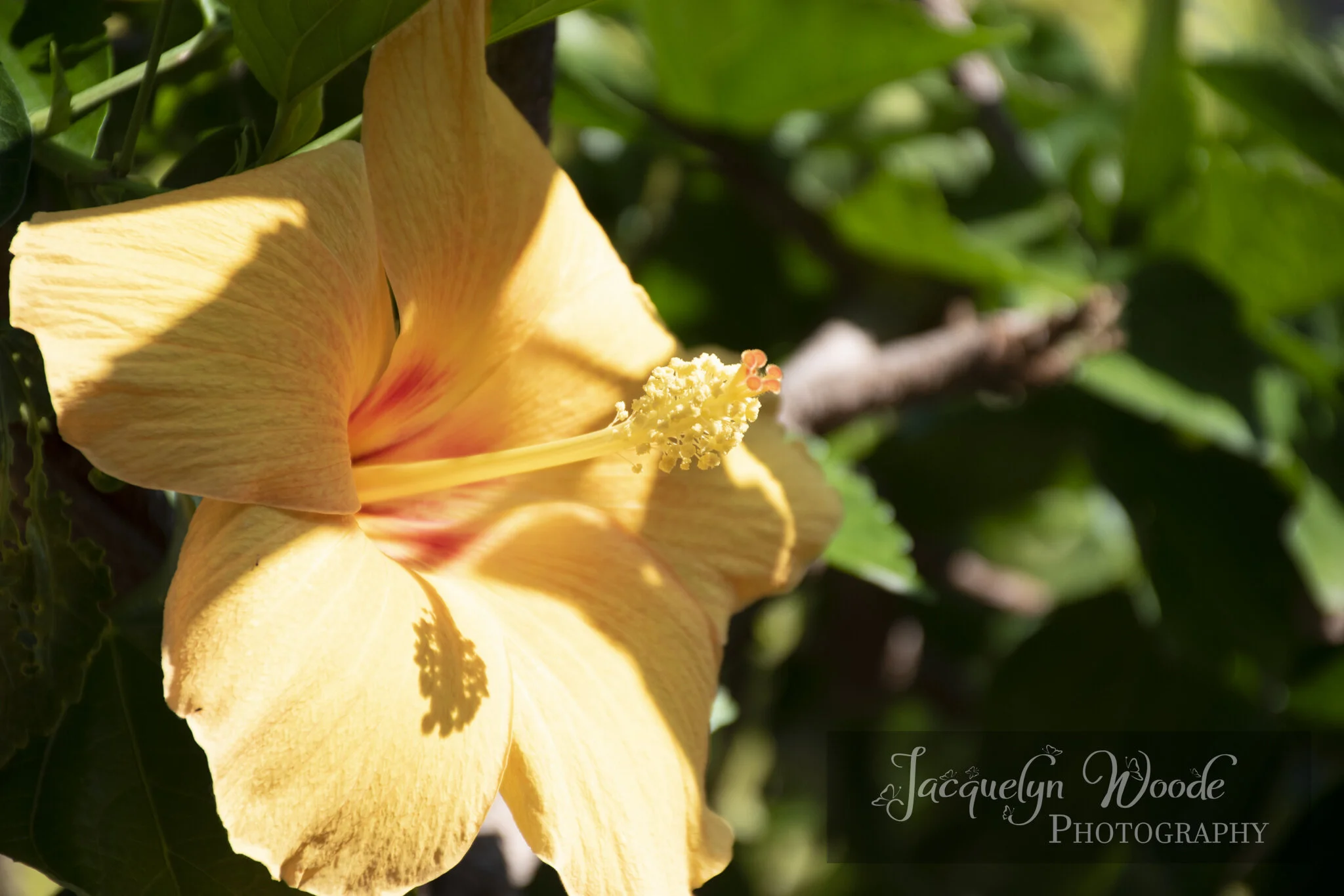 DSC_0082.jpg