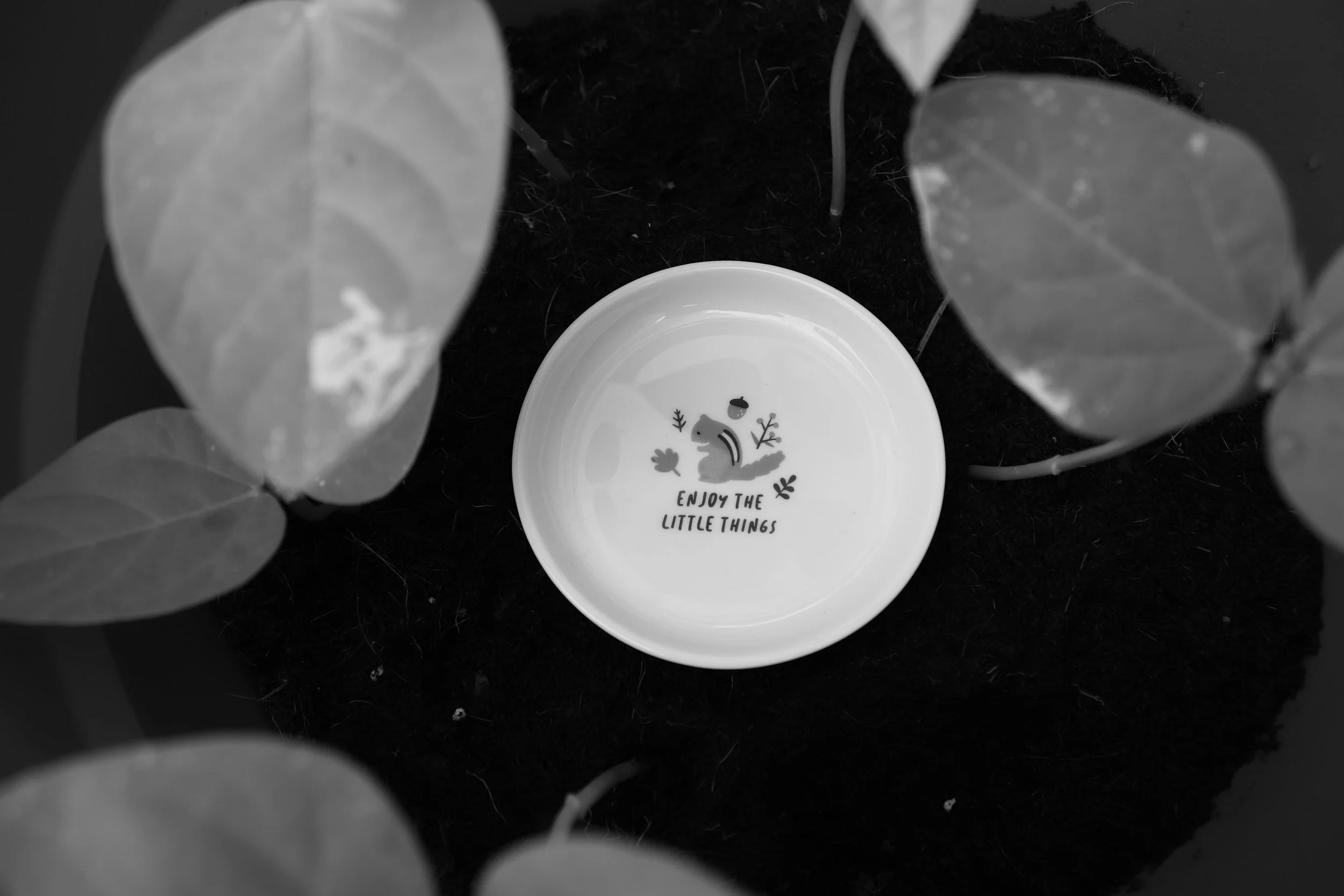 Tending to the Little Things in Sobriety: Small Actions That Create Lasting Change