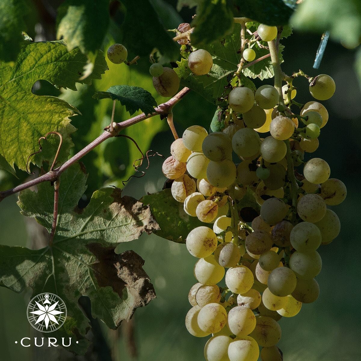 Did you know our Pisco are made with different kind of Muscat? Curu has a variety of hand-picked Alexandria Muscat, Pink Muscat and Austria Muscat Grapes 

#Curu #Pisco #Premium #ChileanPisco #PiscoLovers #PiscoCocktails #PiscoArtesanal #PiscoChileno