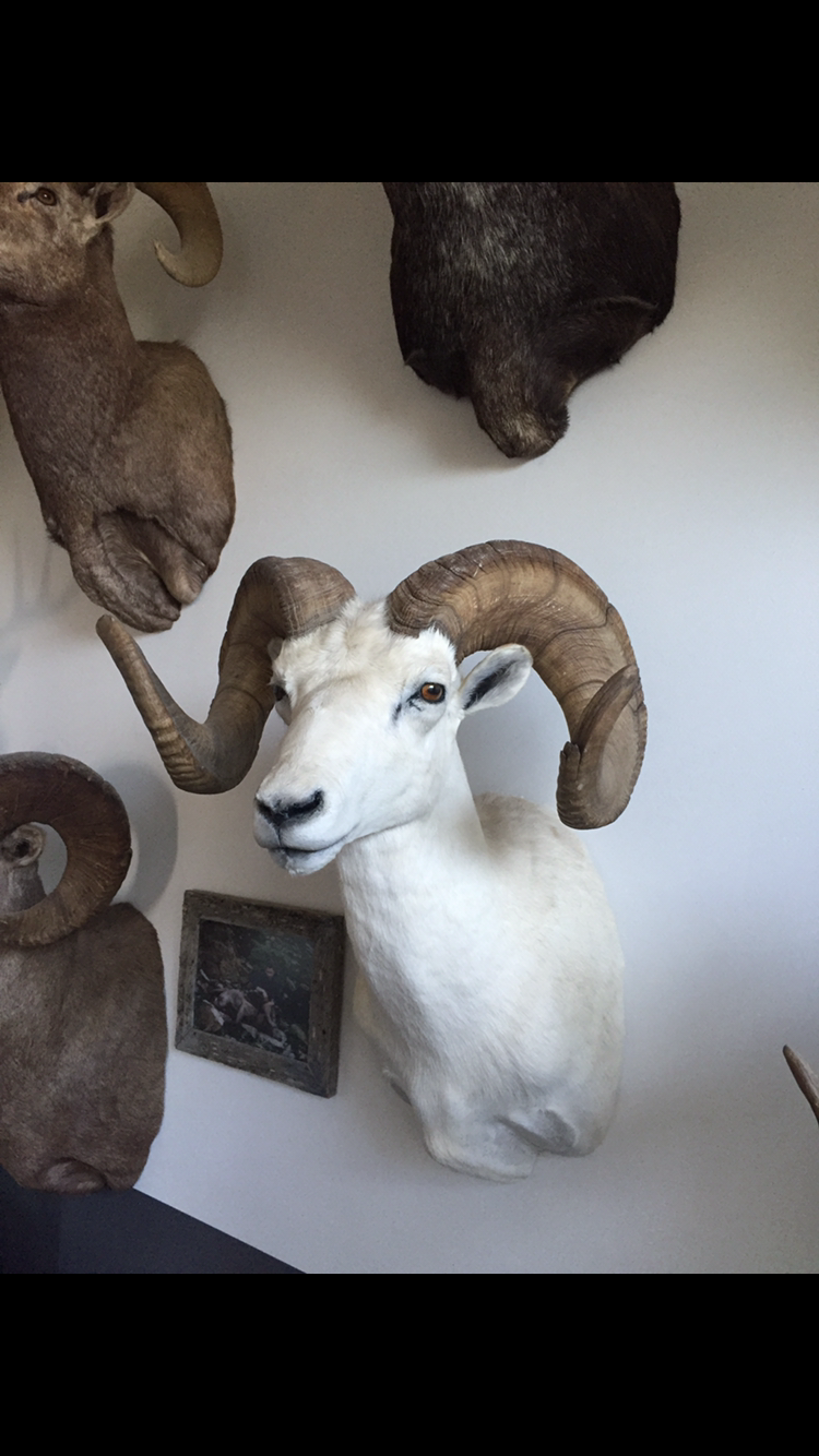 168 DALL SHEEP BROOMED AT 36(9 INCHES OF HORN BROOMED)