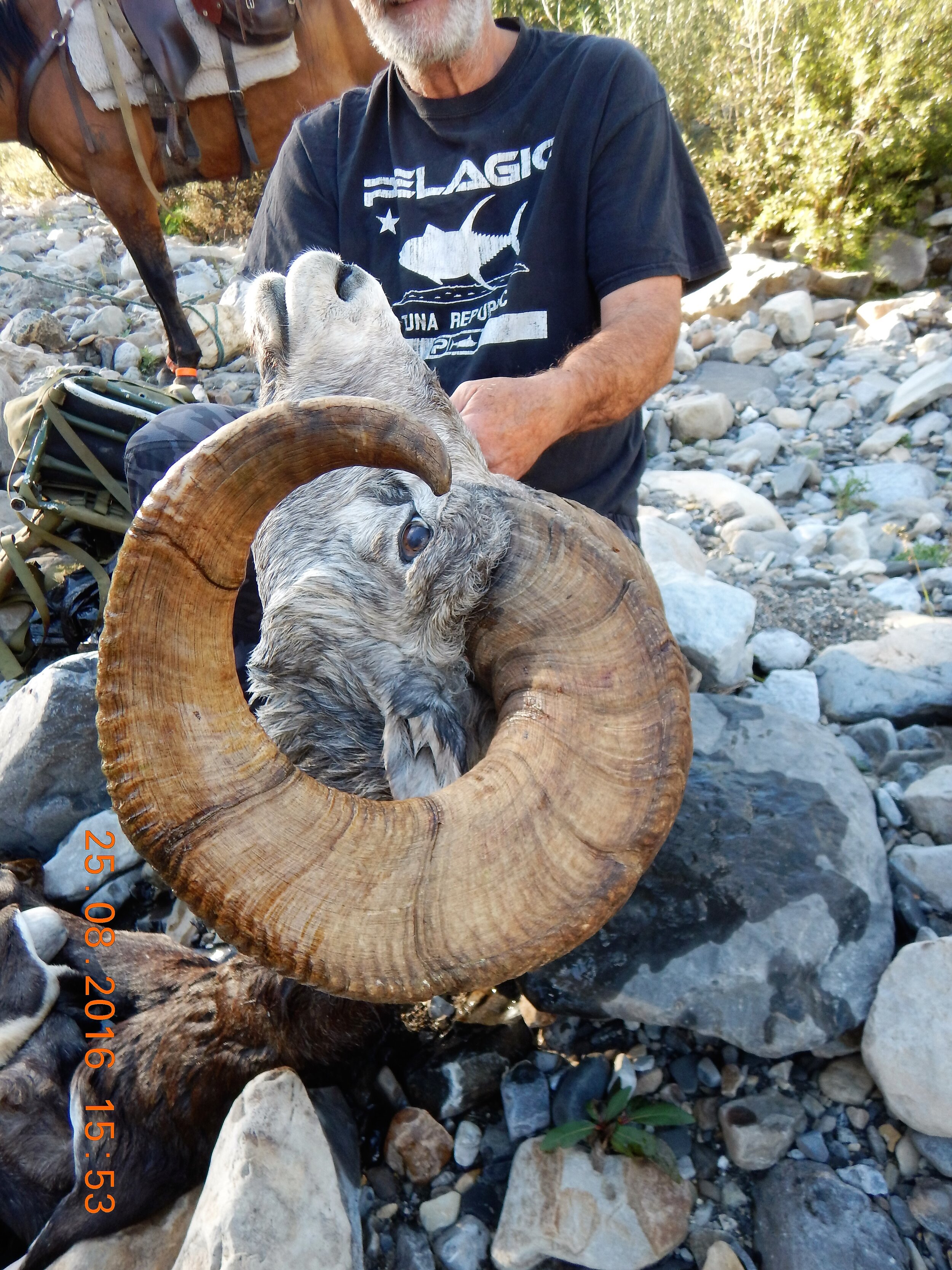 39 DAYS ON THE TRAIL OF CHADWICK   DADS RAM!!