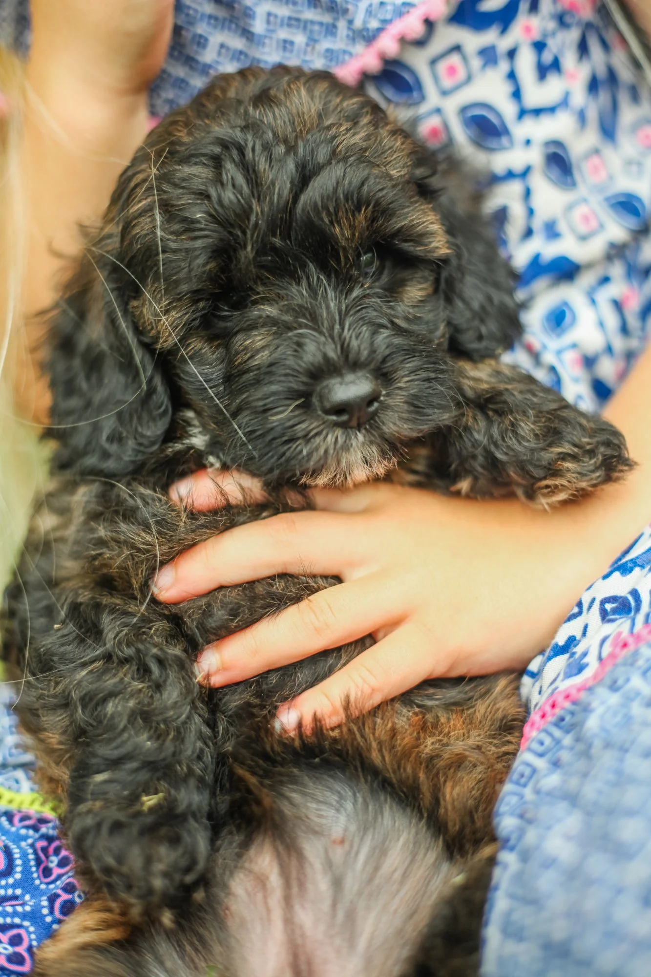 Brindle (6).jpg