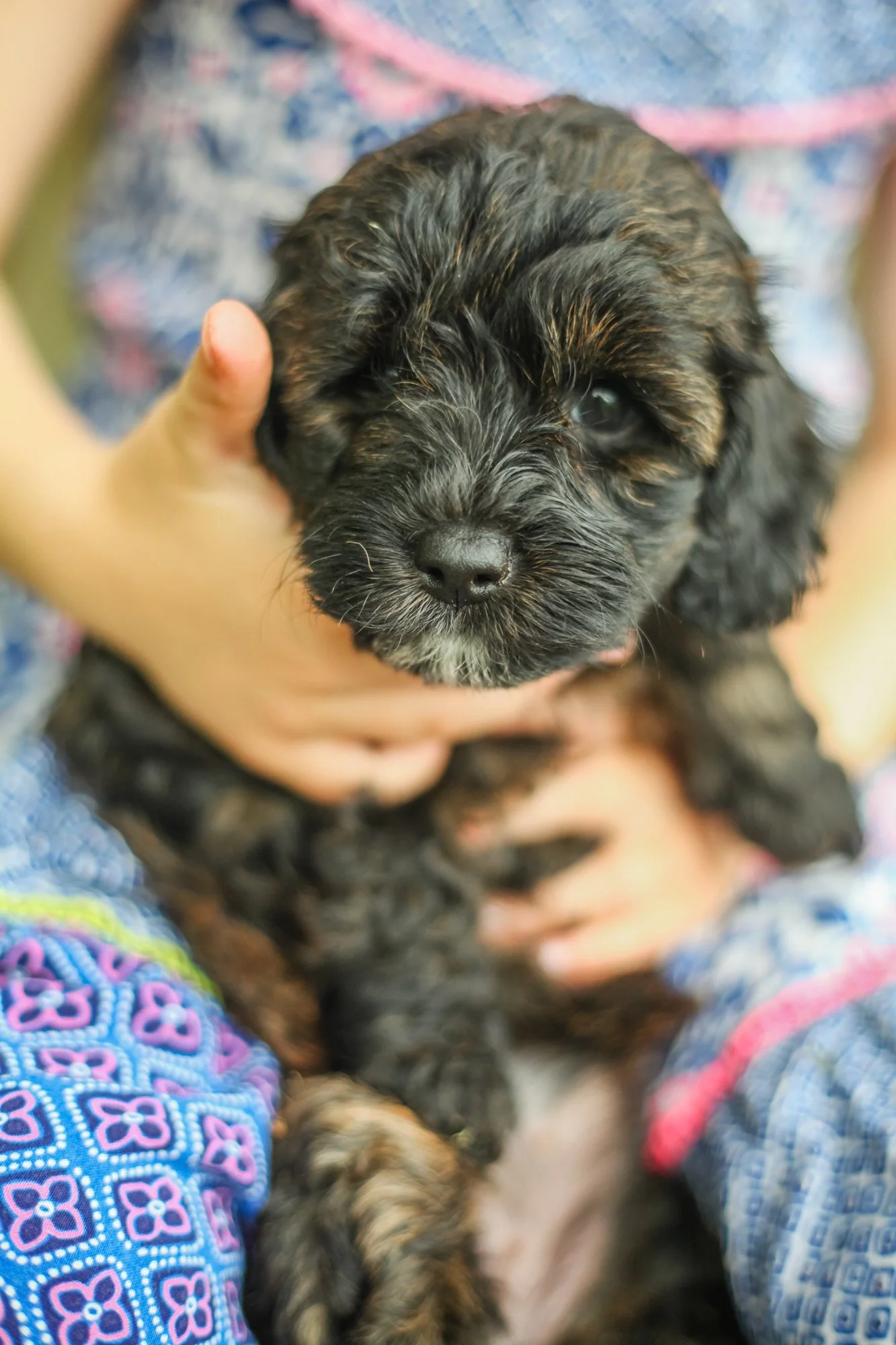 Brindle (5).jpg