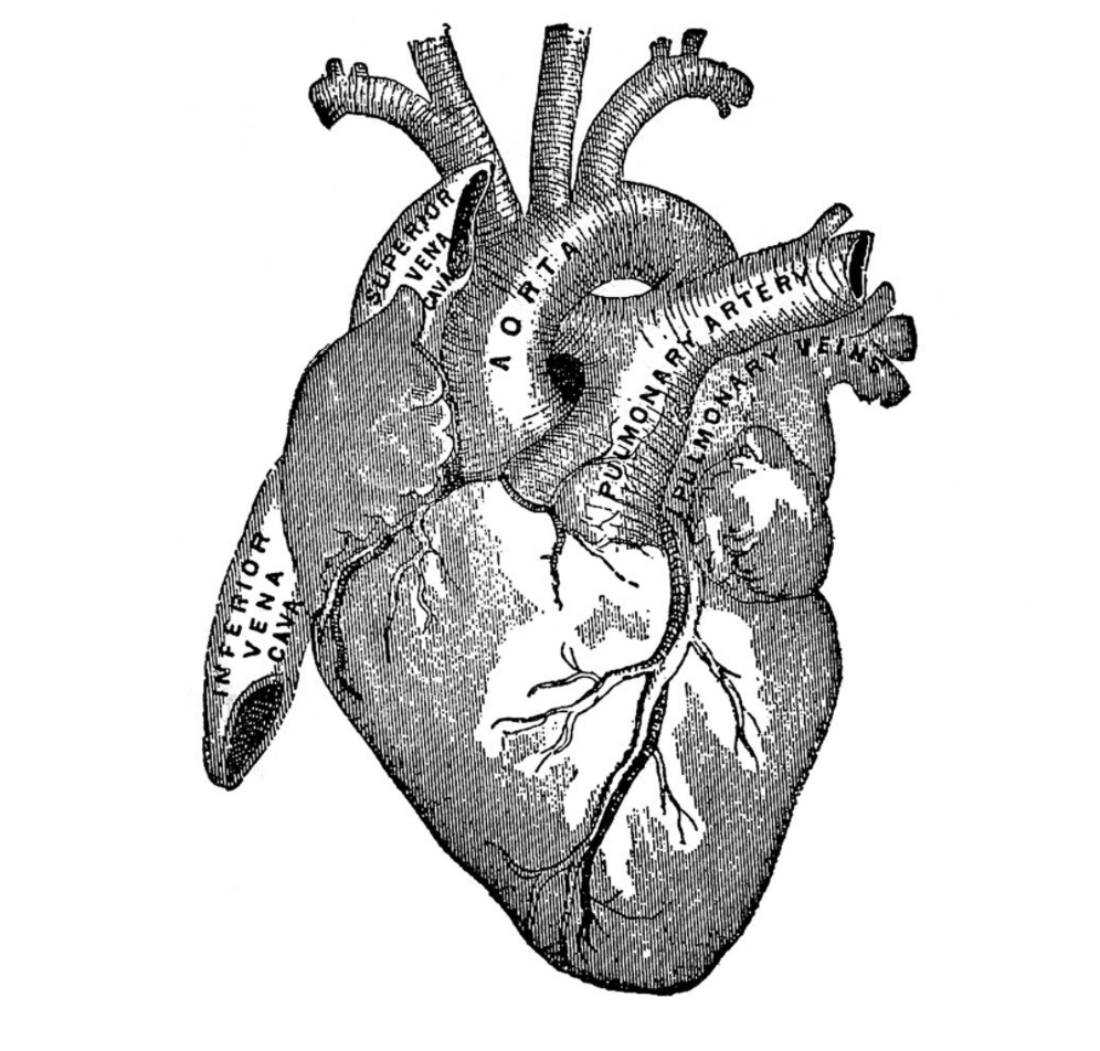 Week 46 - “Heart: the physical experience”