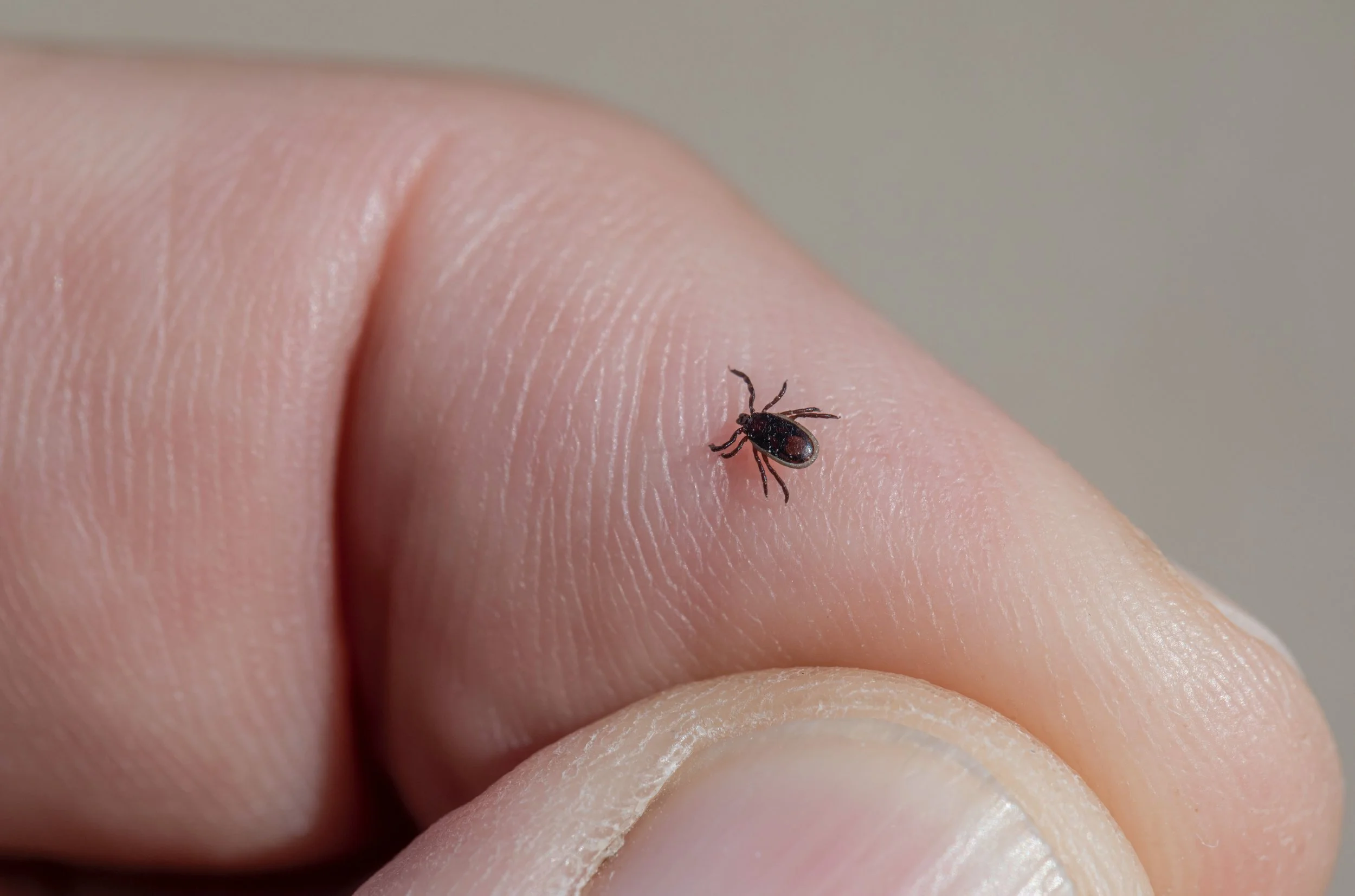 tick.jpg