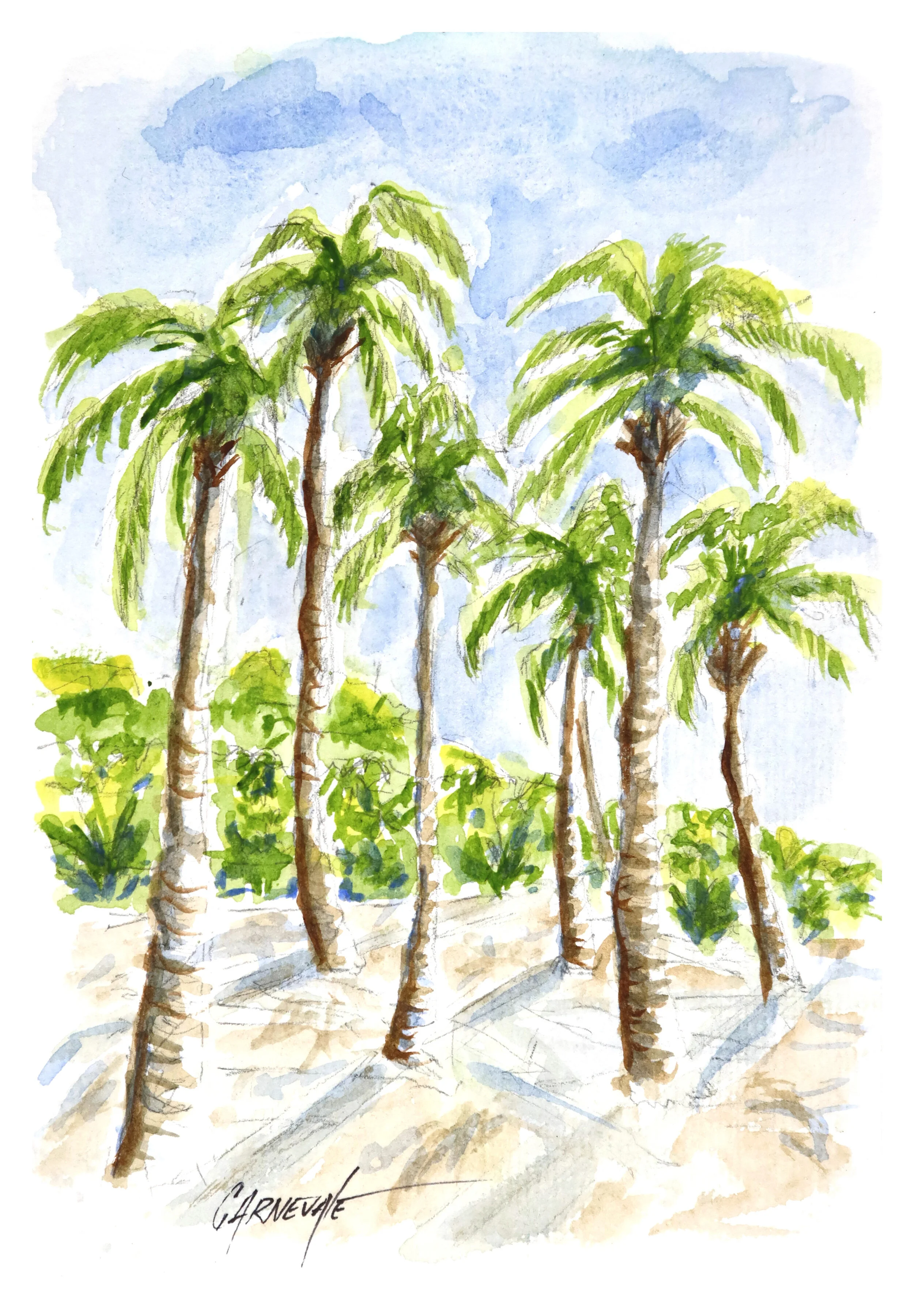 Florida palm trees.JPG
