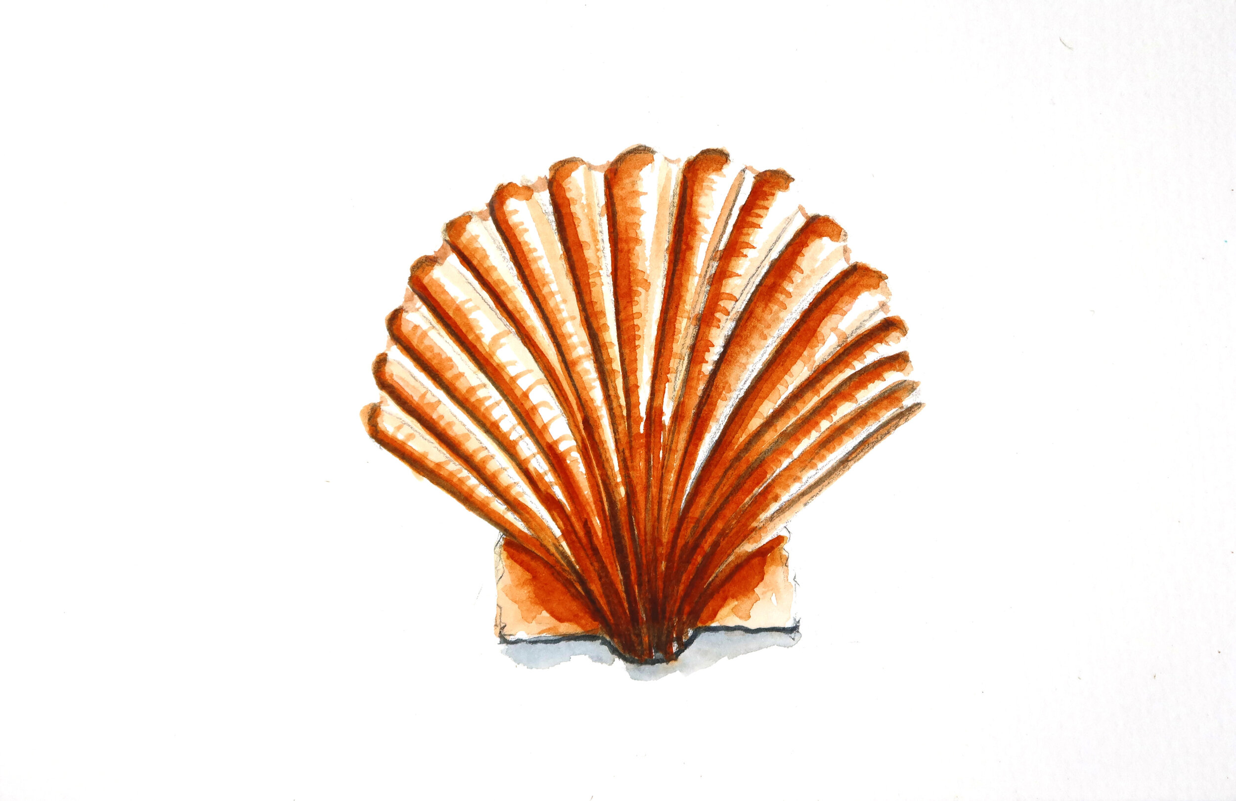 Florida sea shell.JPG