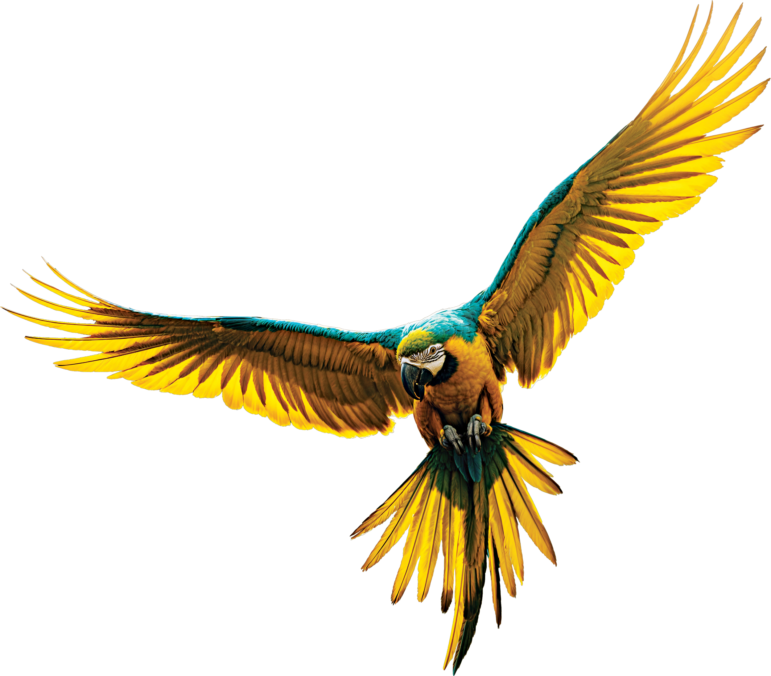 Image of a blue macaw
