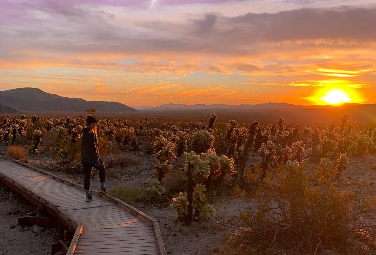 Cholla Cactus Garden - Joshua Tree Trails