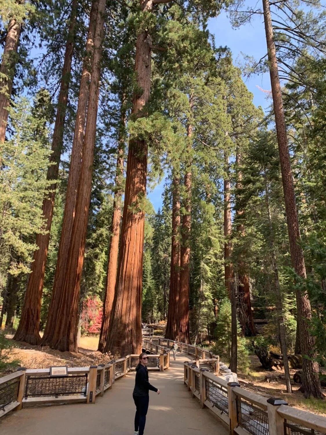  Walking amongst the giants at Mariposa Grove. 
