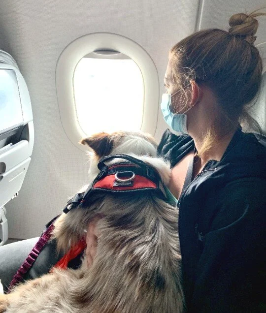 How to Fly with a Dog Internationally [2022 Update] — Nomads in Nature