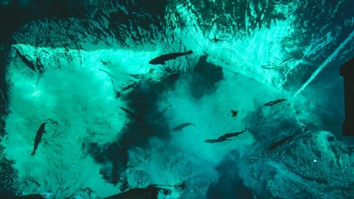   Fish in Kitch-iti-kipi  