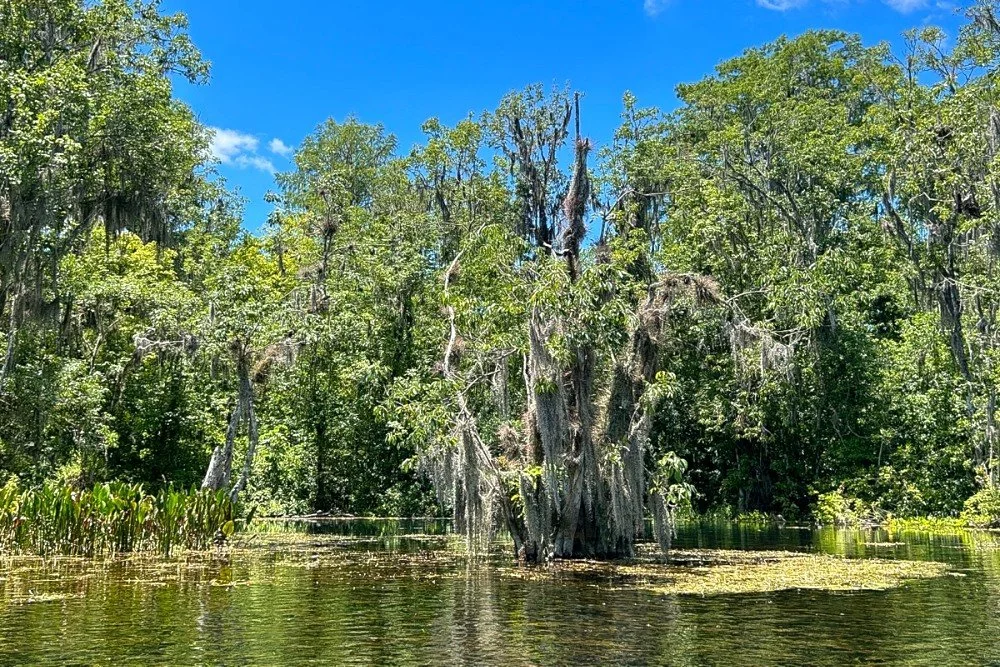 10 Prettiest Natural Springs in Florida to Swim and Kayak — Nomads in