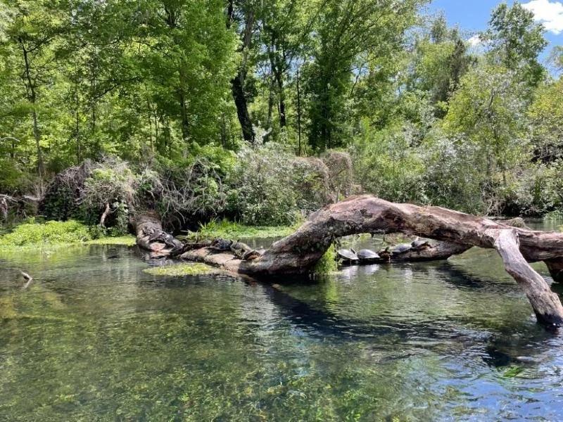   Turtles lined up near Blue Hole - Ichetucknee Springs   