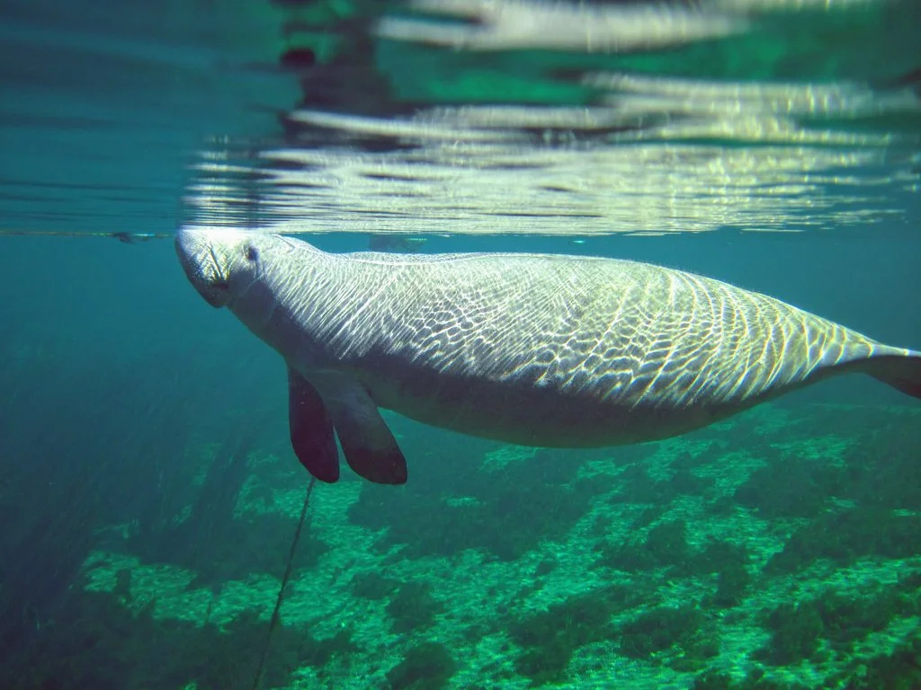 10 Prettiest Natural Springs in Florida to Swim and Kayak — Nomads in ...