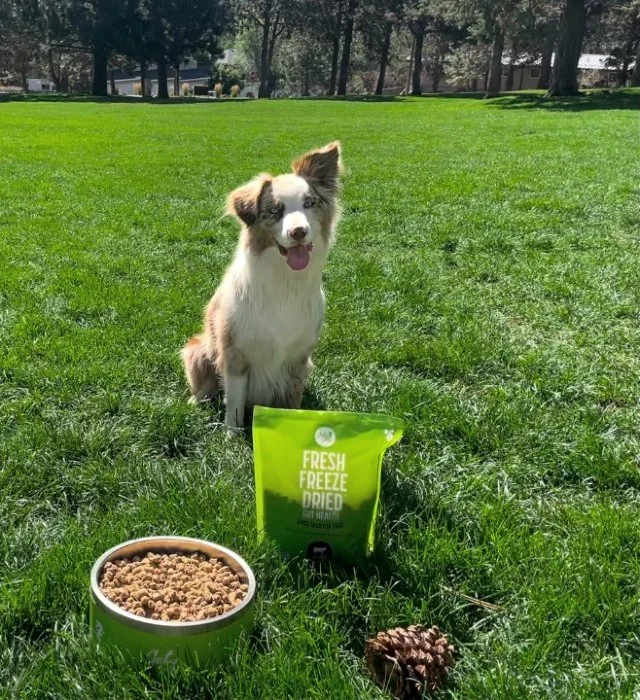 A happy dog sitting on lush green grass with a bowl of dry dog food, a bag of fresh freeze-dried dog treats, and a pinecone in front of it, in a park with trees in the background.