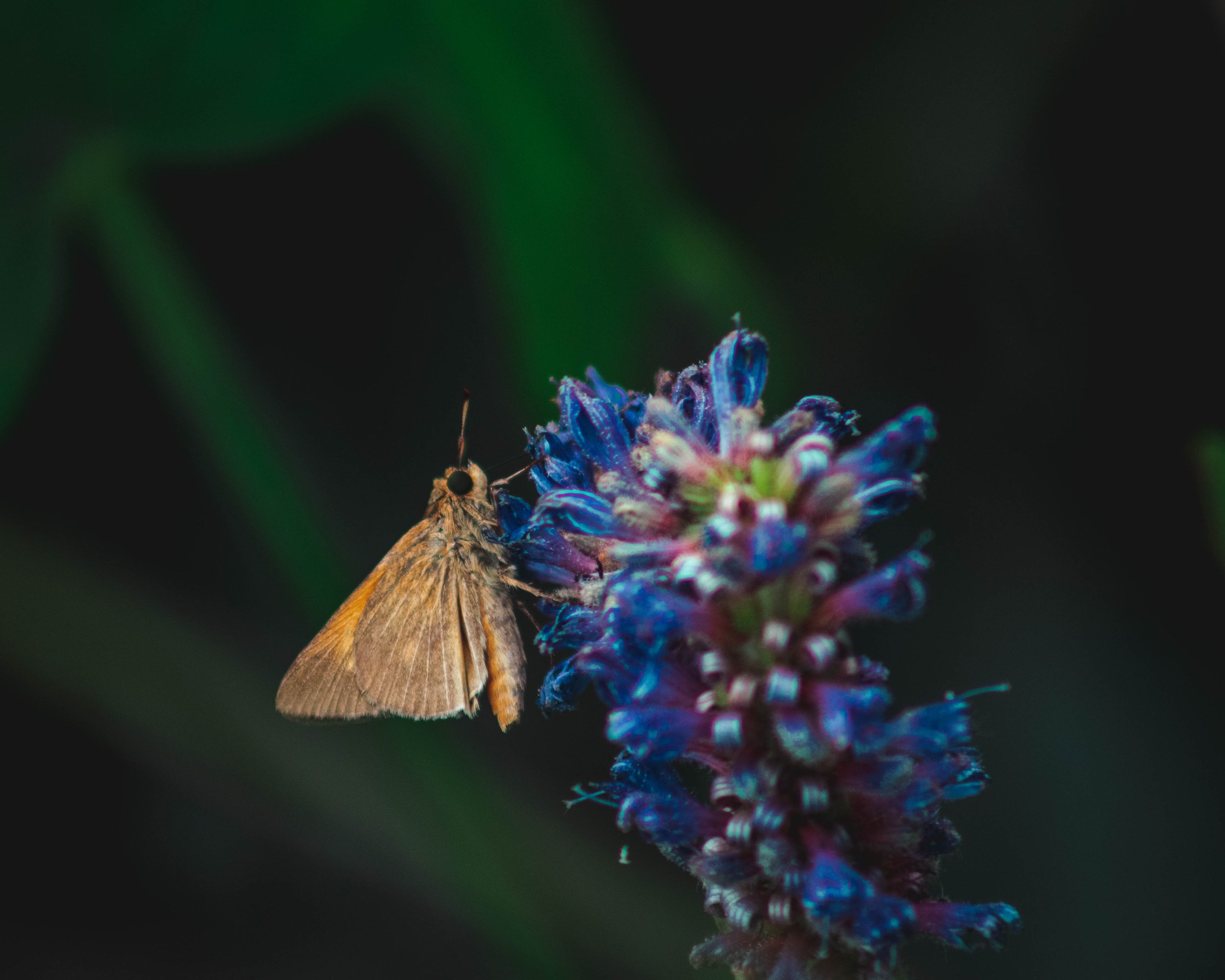 _F2A8784.jpg