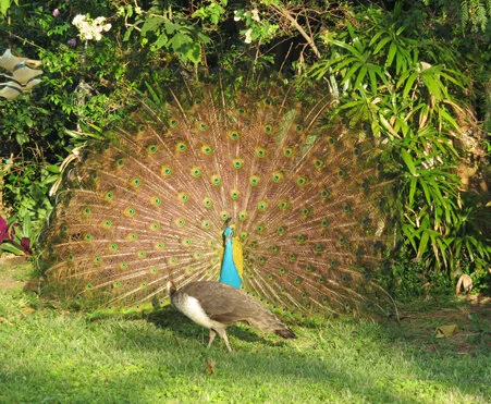 deepak courting prajña