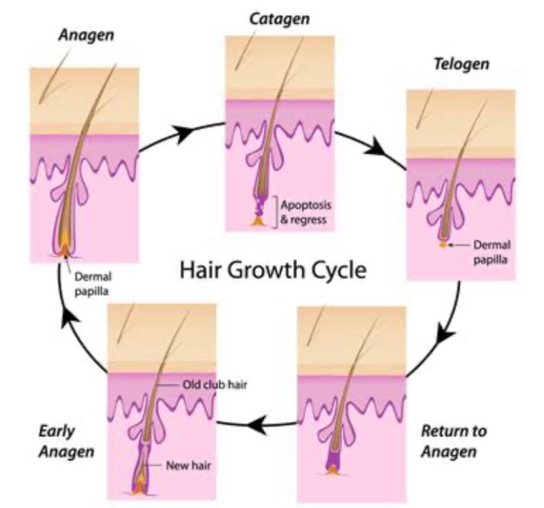 How Fast Does Your Hair Grow? - Hair Growth Tips - Kiehl's