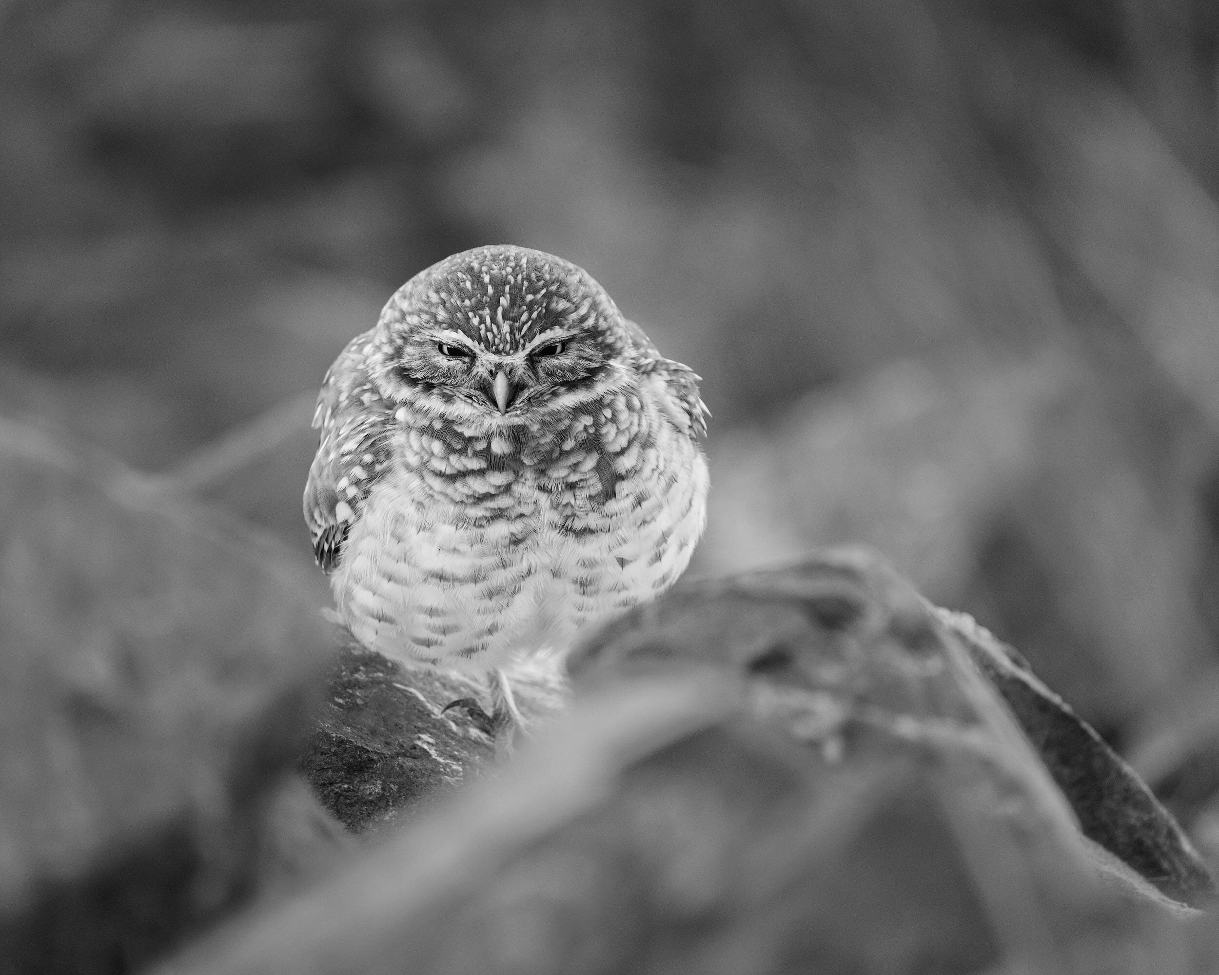Burrowing-Owl-0616_Web.jpg