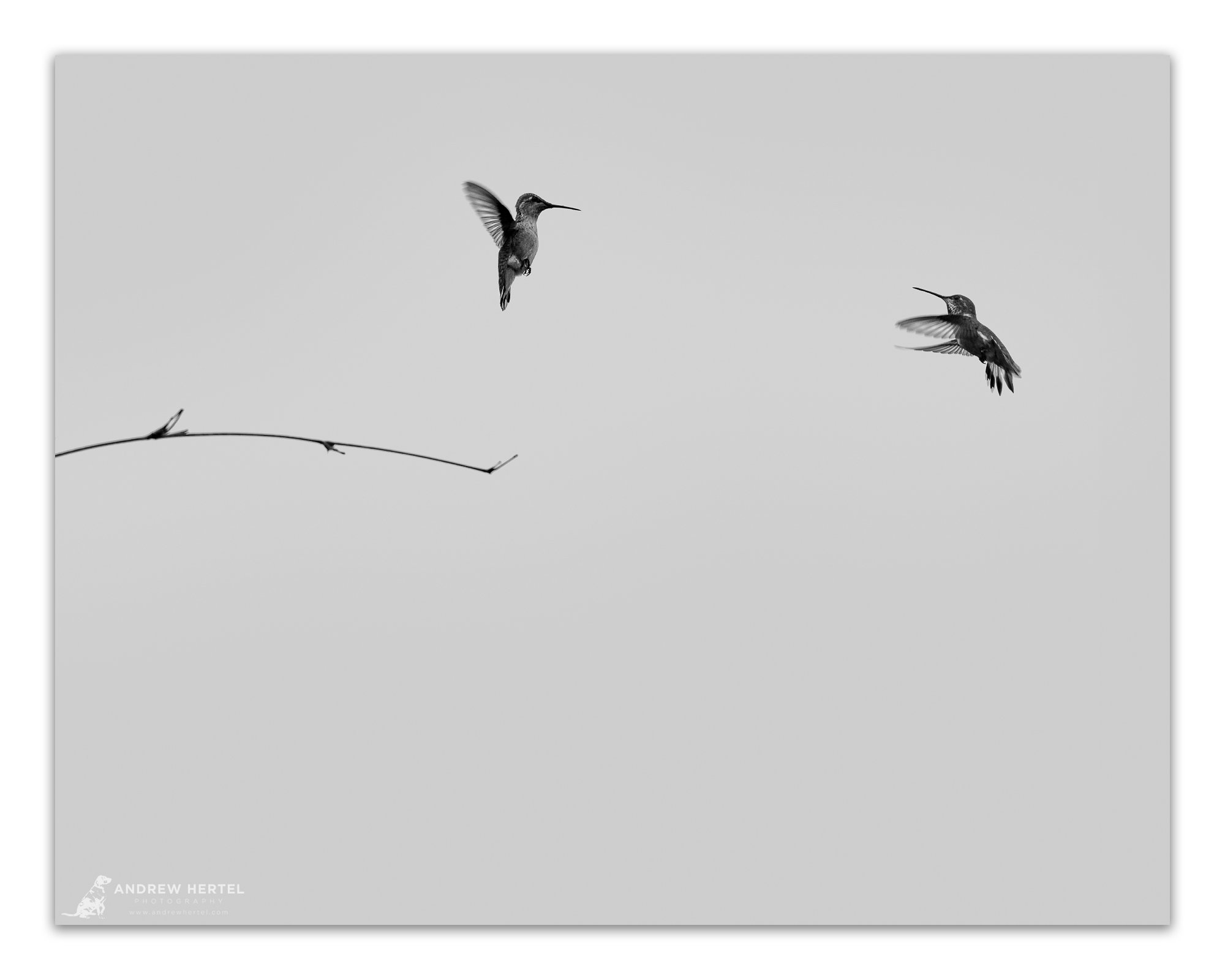 Backyard Hummingbird-3713_Print_4x5-2.jpg