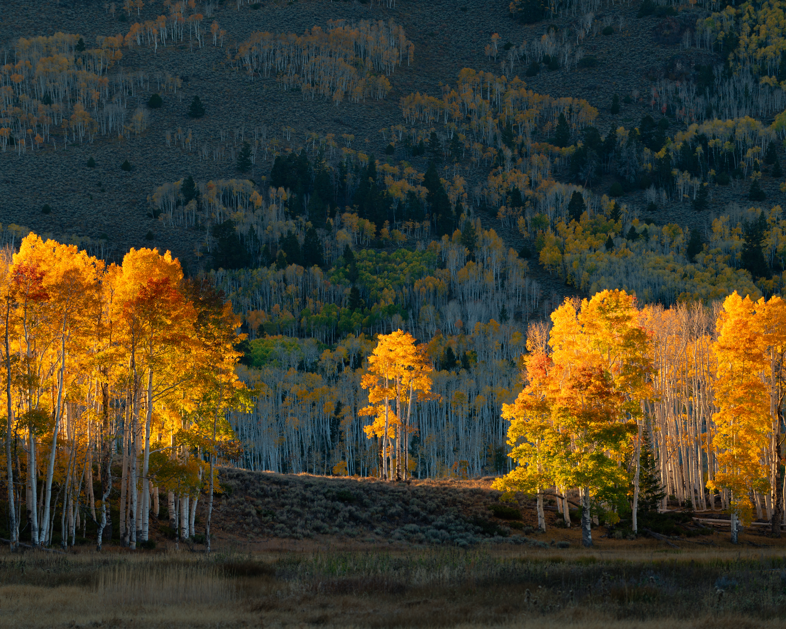 Andrew Hertel-Fall-Utah-2024-4639-Edit_2500x2000_U_100_Squarespace.png