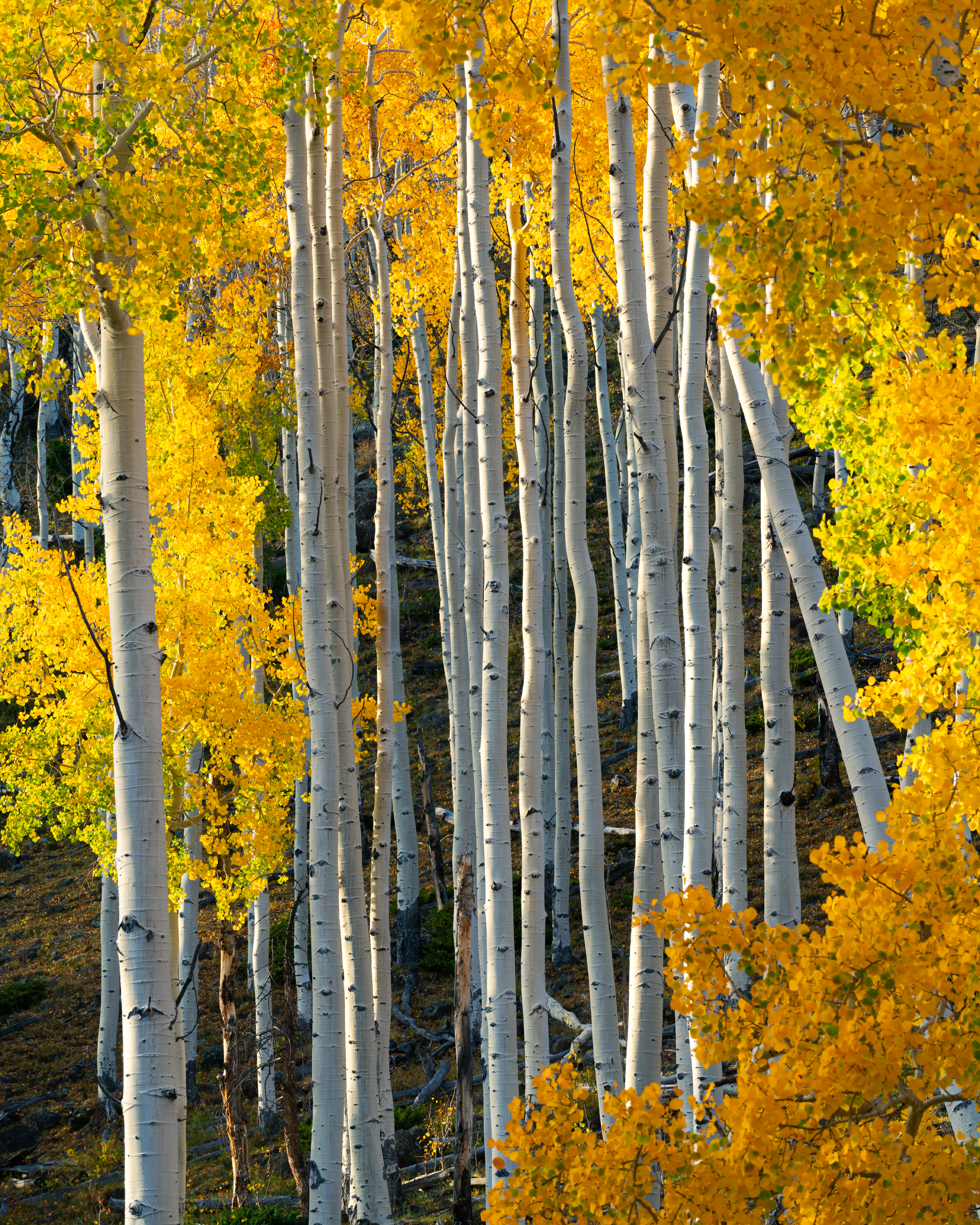 Andrew Hertel-Fall-Utah-2024-4765-Edit_2500x3125_U_100_Squarespace.png
