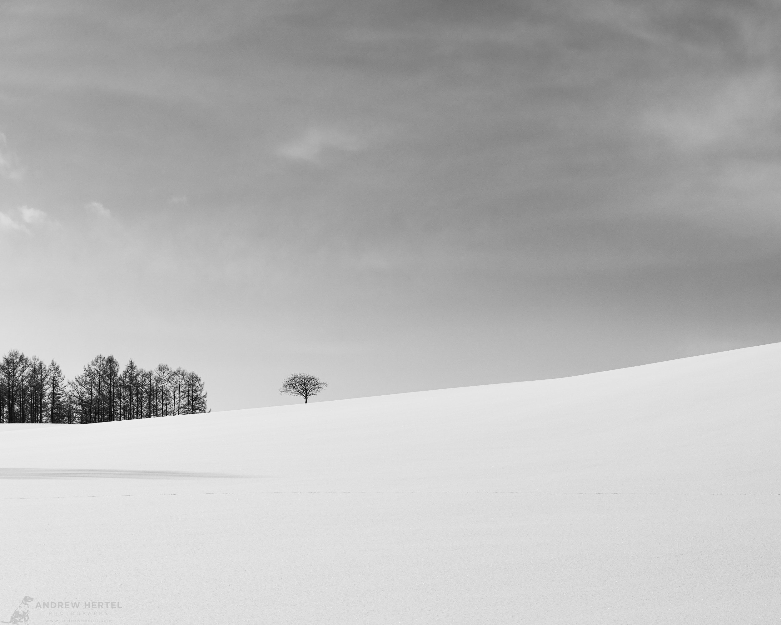 Horizontal black and white photograph of tree and forest dwarfed by vast sky, emphasizing openness and scale of the Hokkaido landscape.