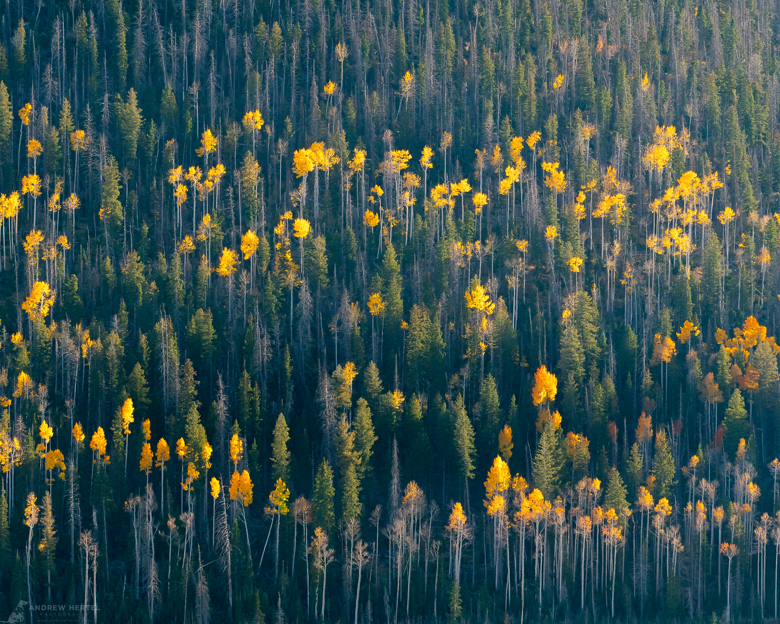 Andrew Hertel-Utah-Fall-2024-4364-Edit_2500x2000_U_100_Squarespace.png