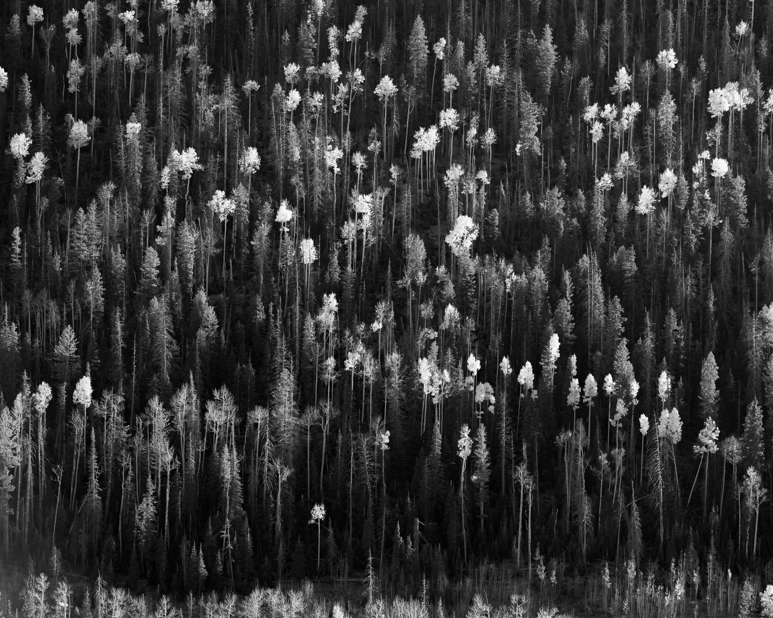Andrew Hertel-Utah-Fall-2024-4381-Edit_2500x2000_U_100_Squarespace.png