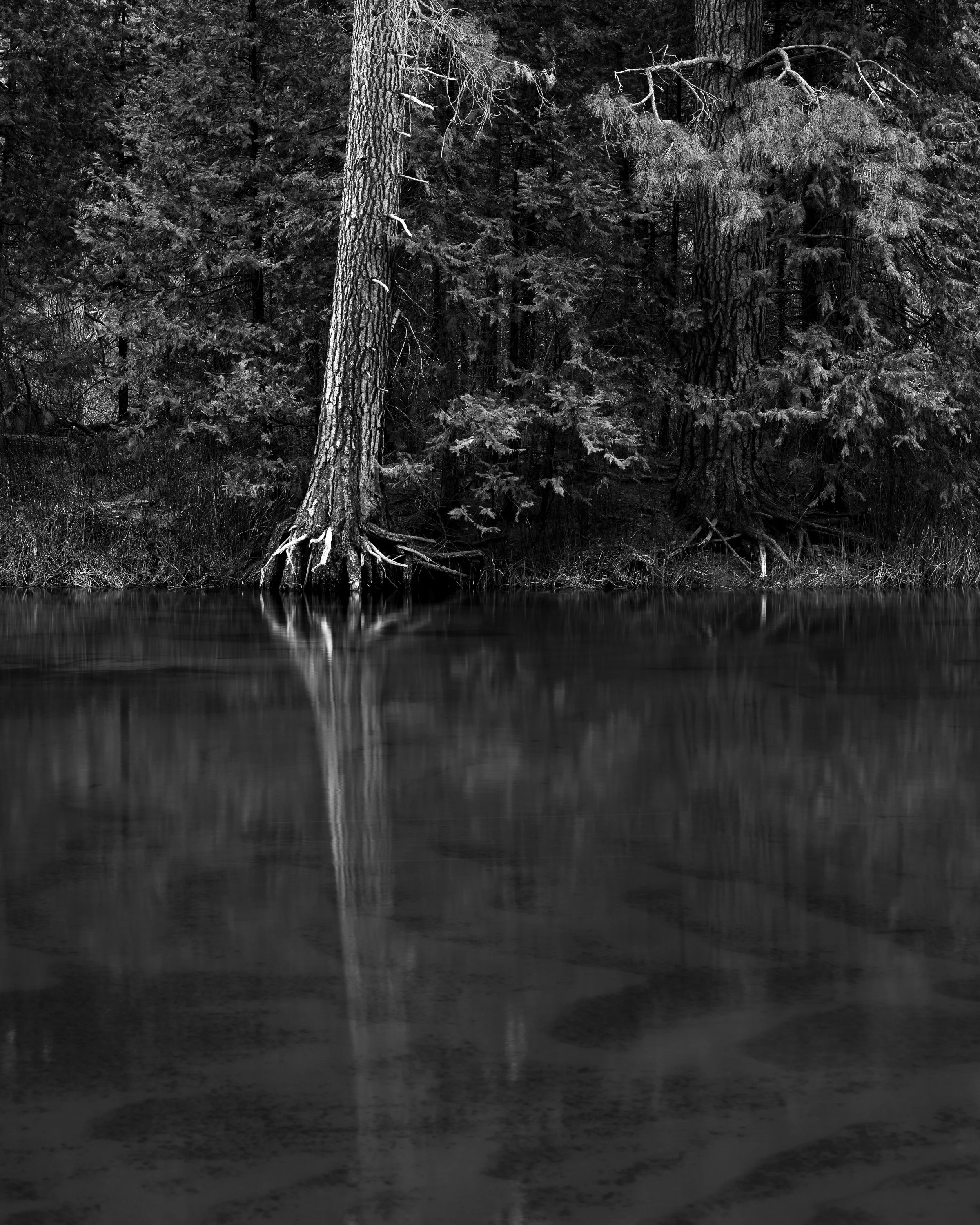 Yosemite in black and white