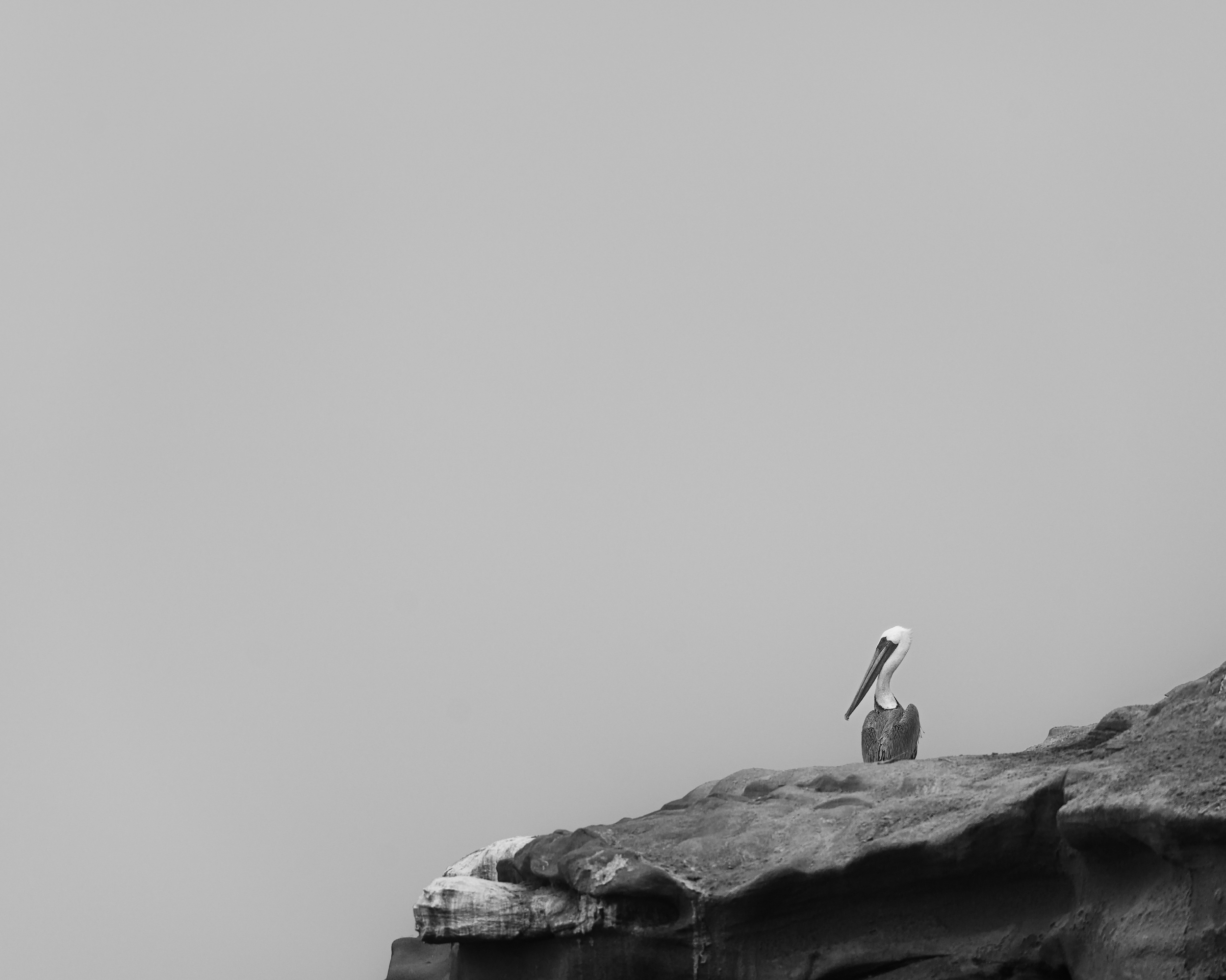 Black and white wildlife photography by Andrew Hertel