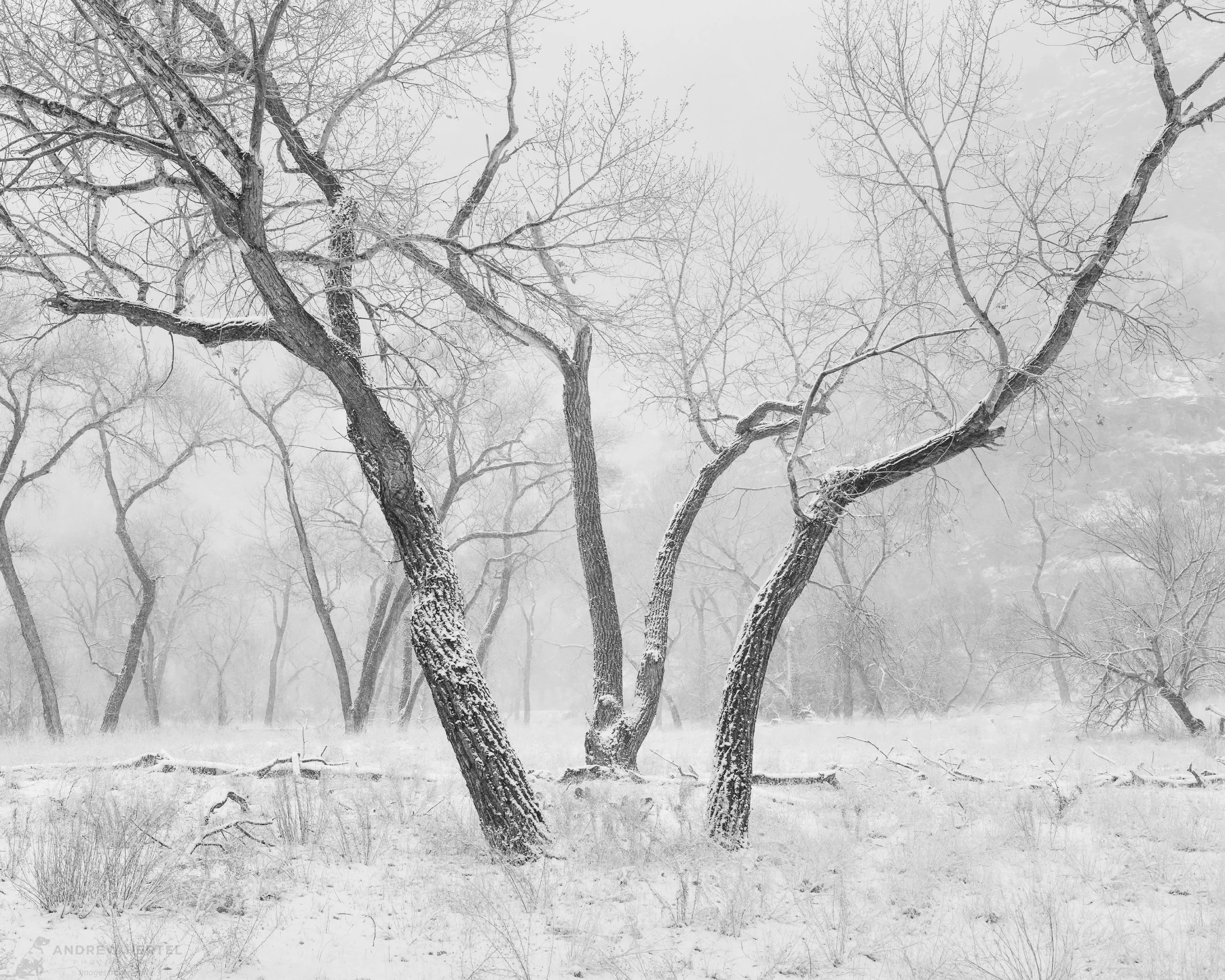 black and white photograph of snow covered cottonwood trees in zion canyon in zion national park.